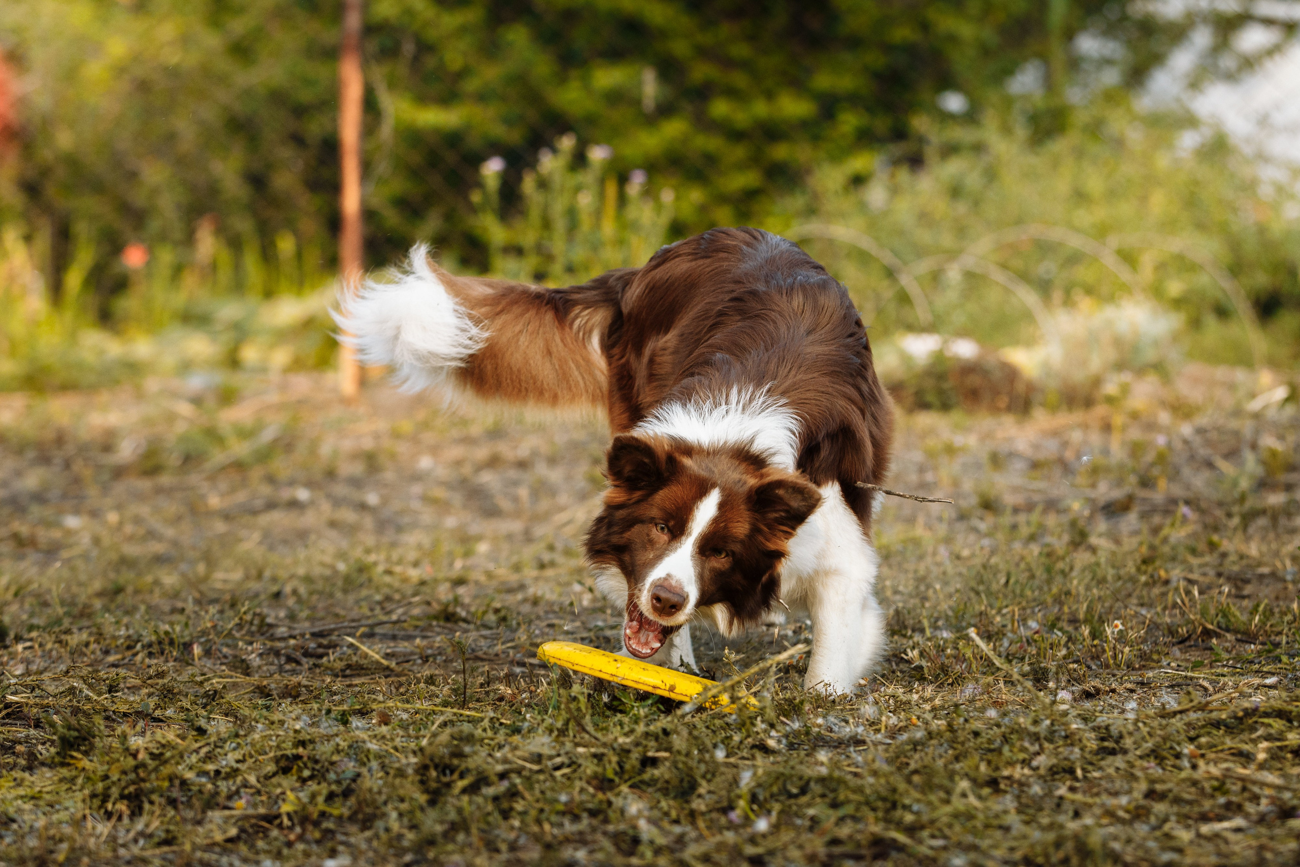 Овечий день. О нас