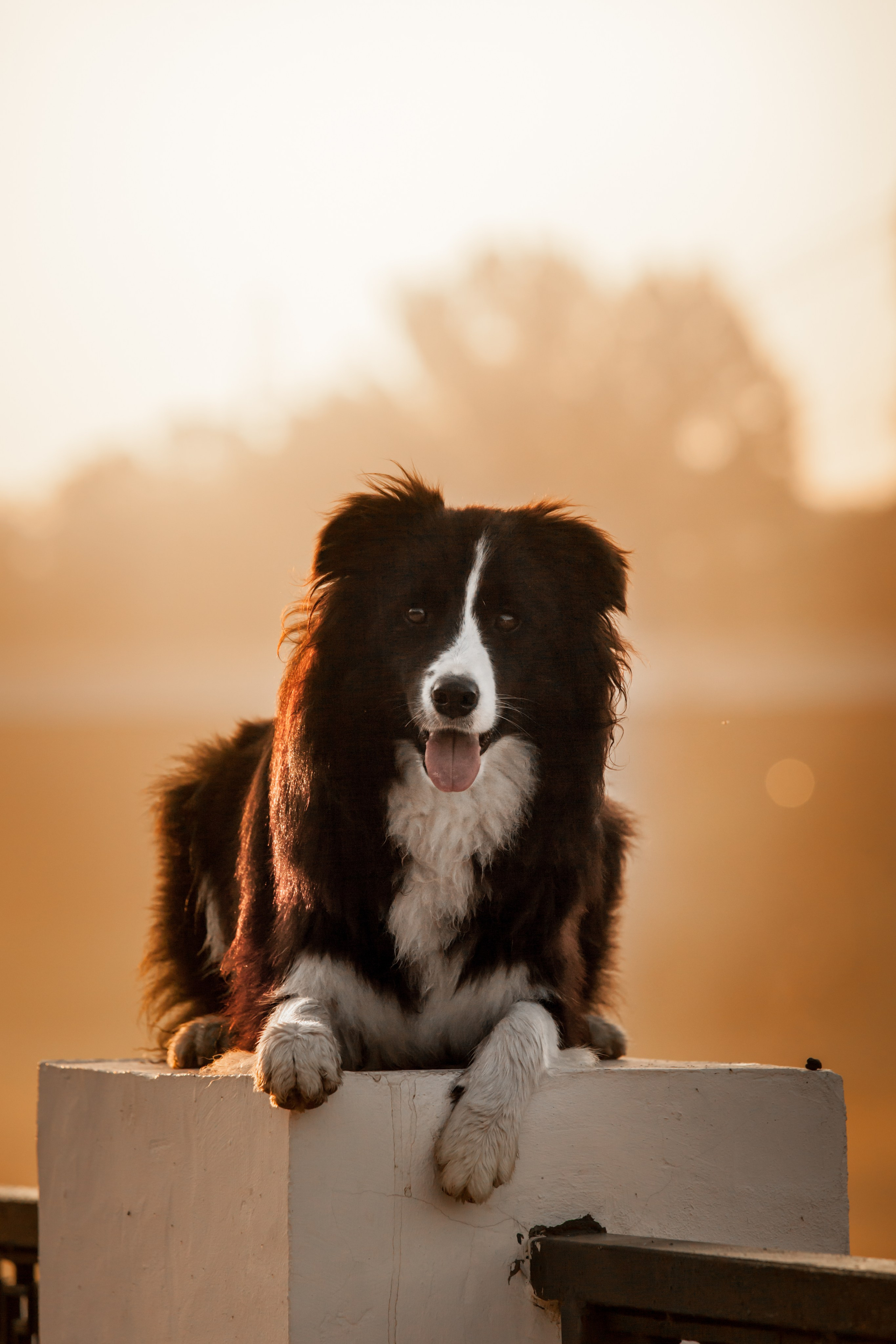 Сочный рассвет, на который решились. О нас