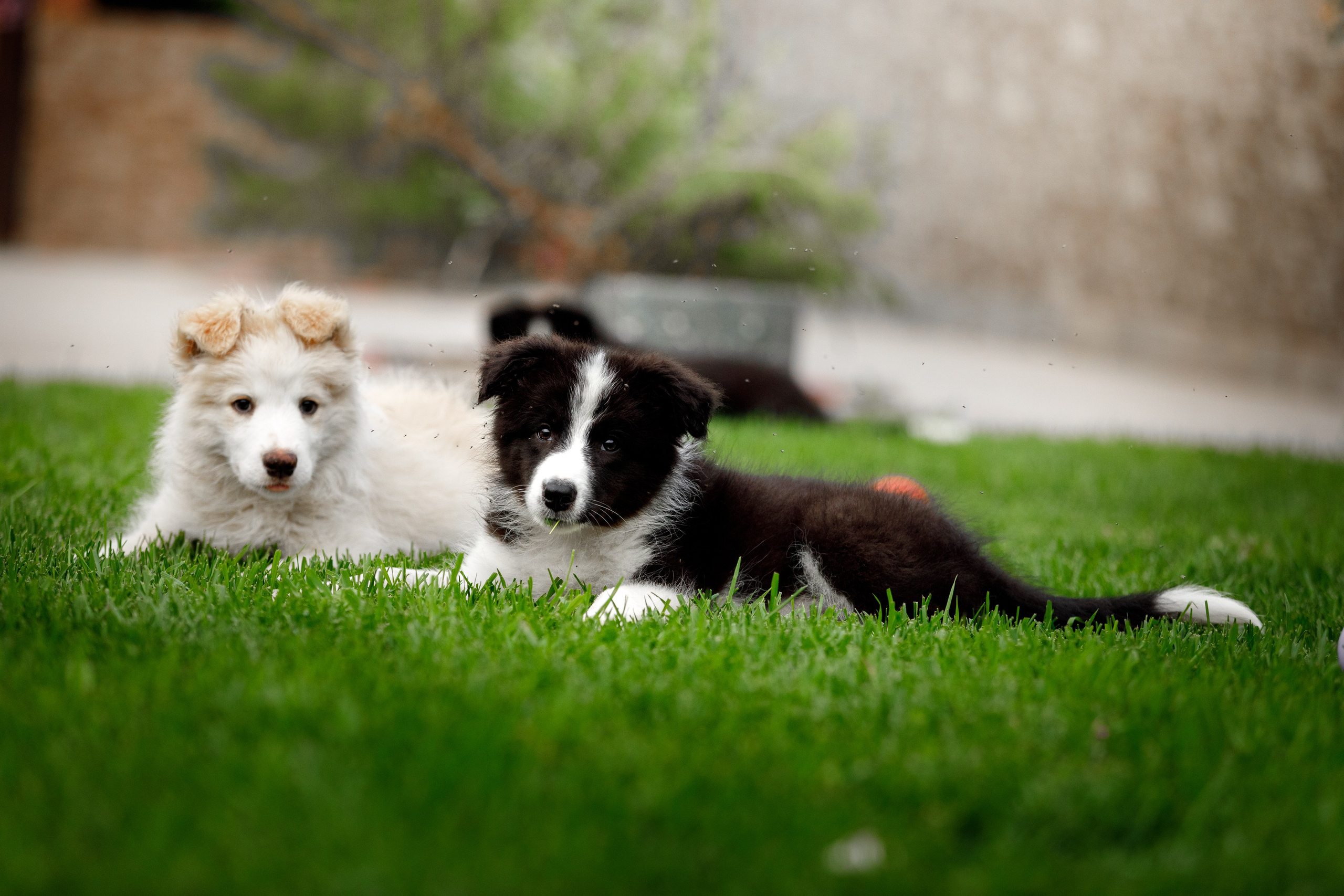 Болтовня в саду. О нас