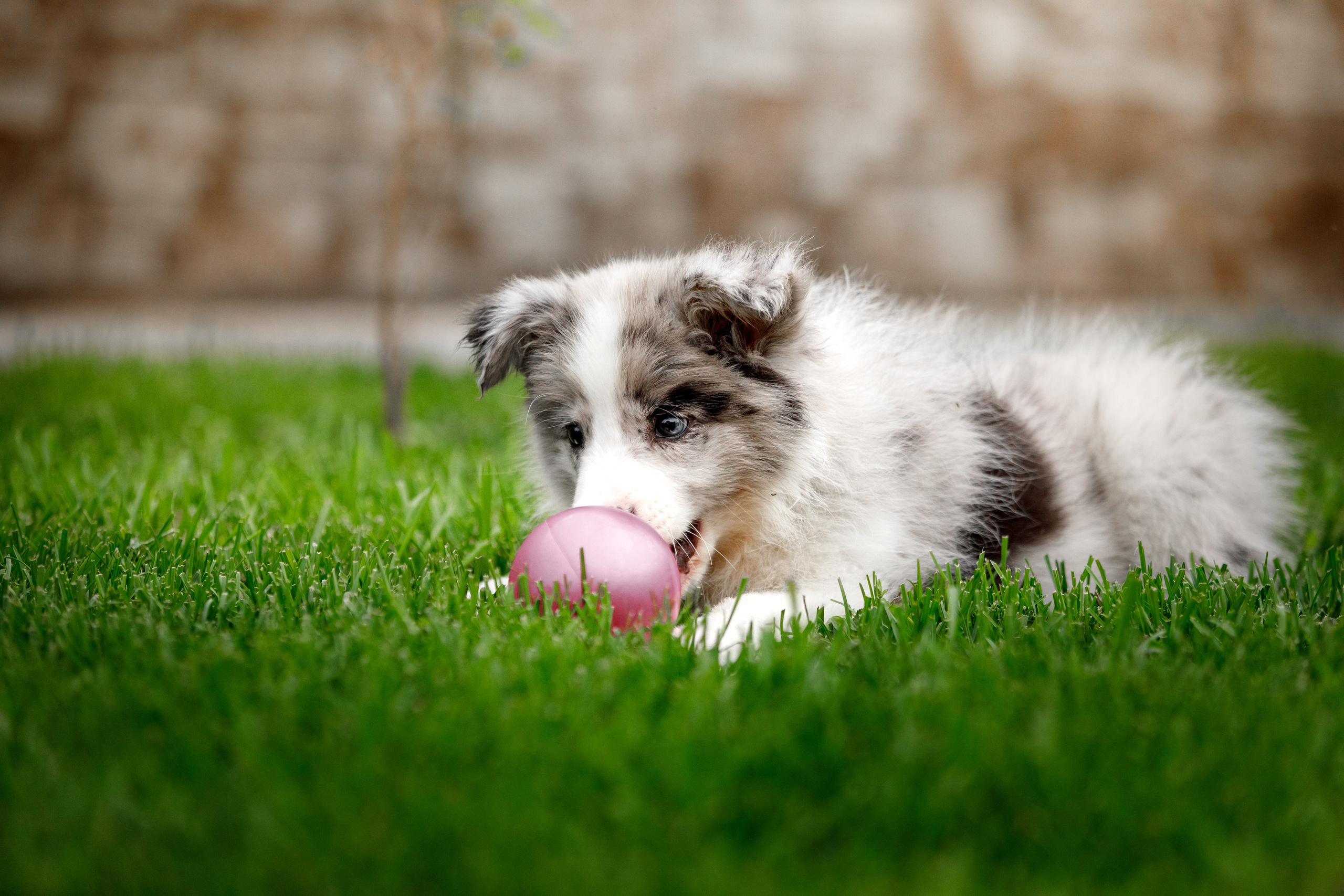 Болтовня в саду. О нас