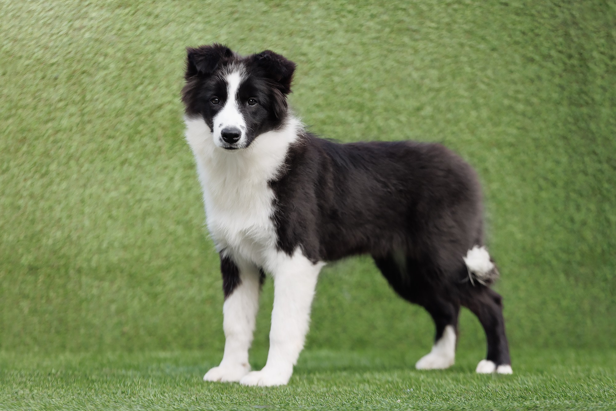 Трава у дома. О нас