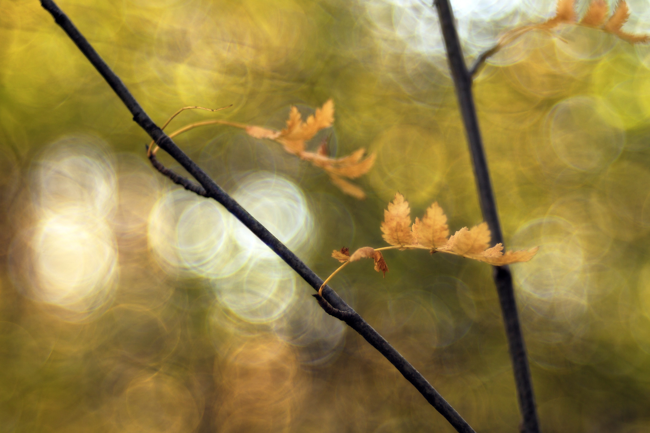 Цветочный импрессионизм. Сайт фотографа Виталия Дени