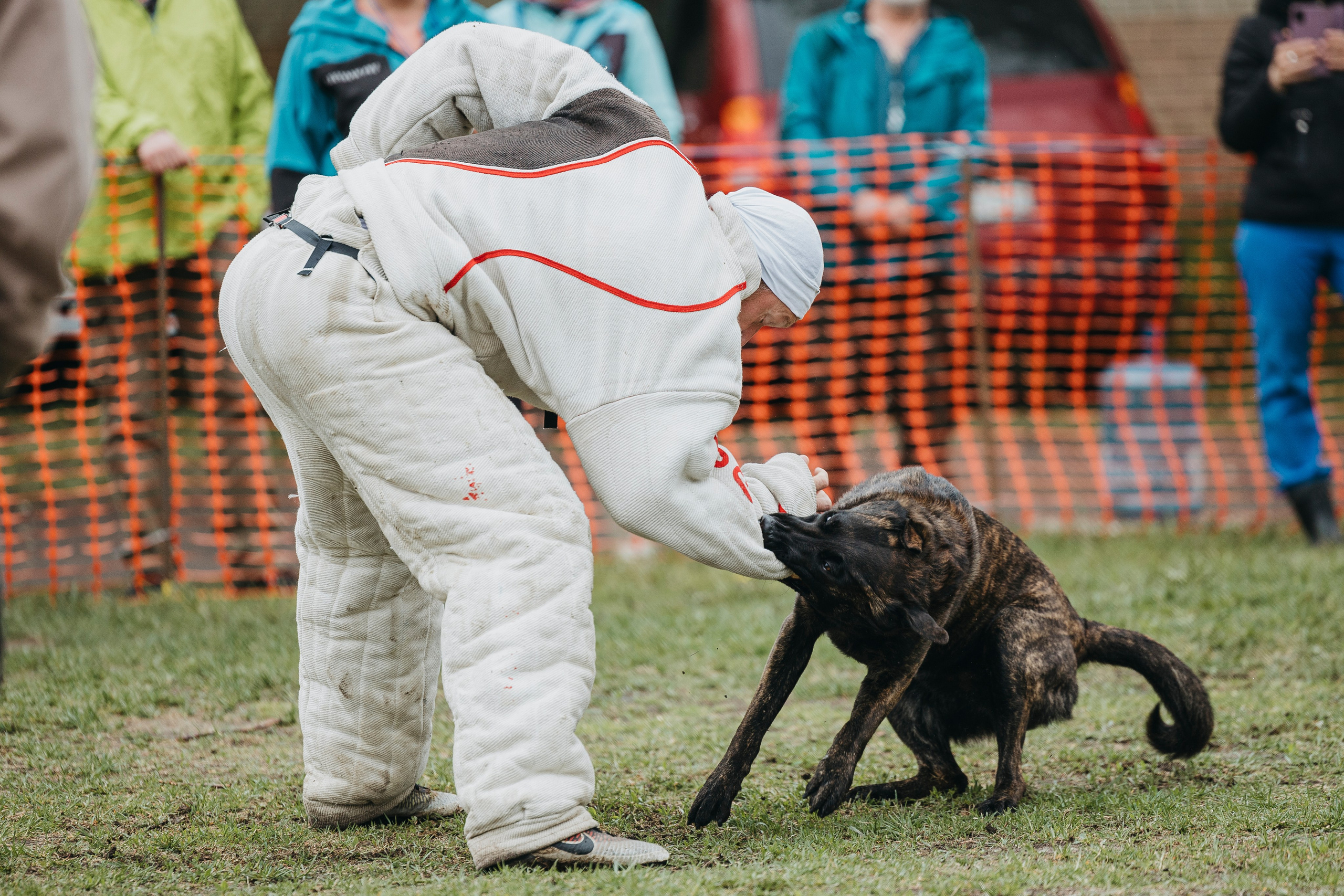 26.05.25 г. Пушкин квалификационные соревнования. Фотограф-анималист Анна Маринич