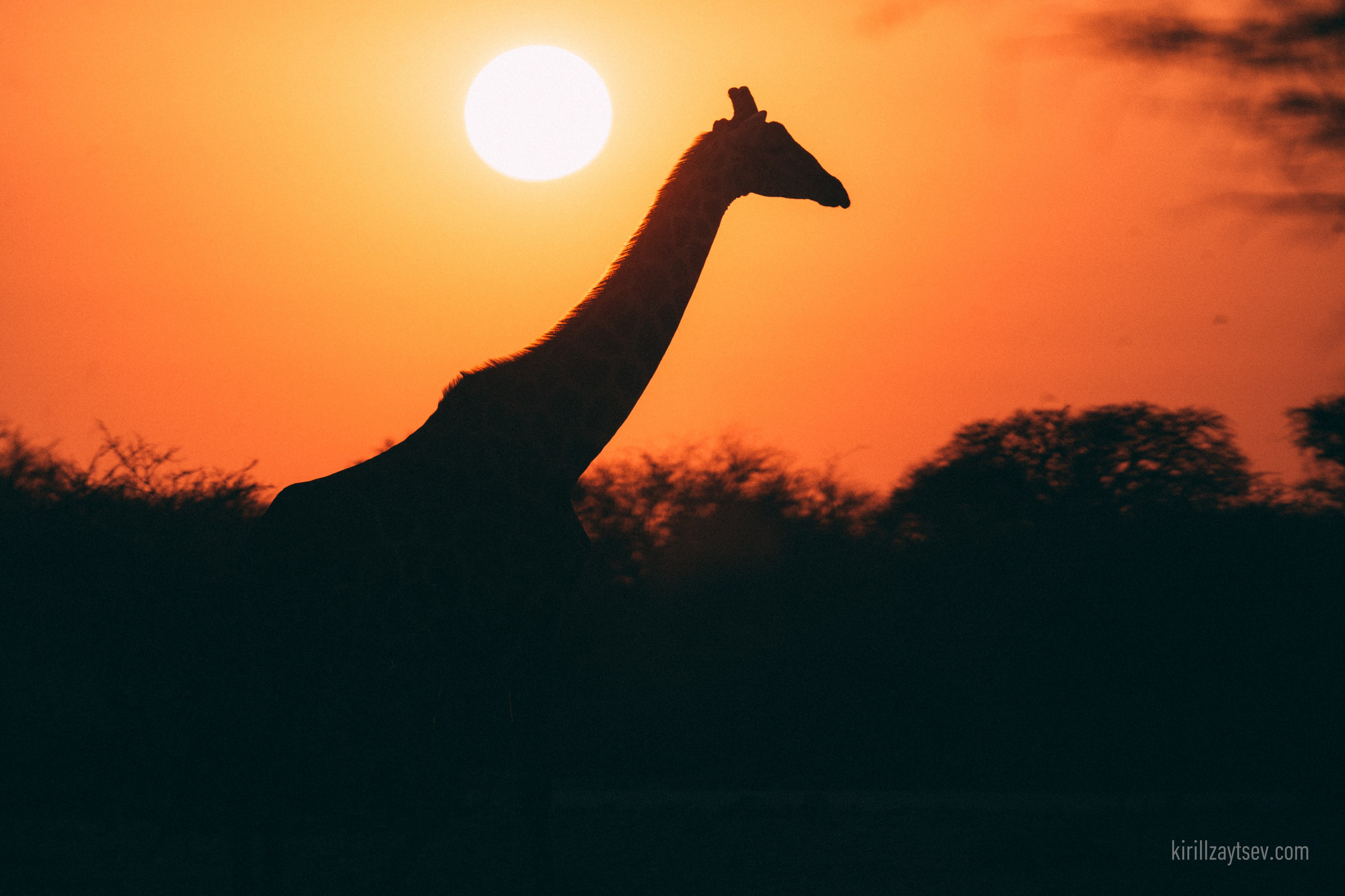 Жизнь. Профессиональный фотограф Кирилл Зайцев