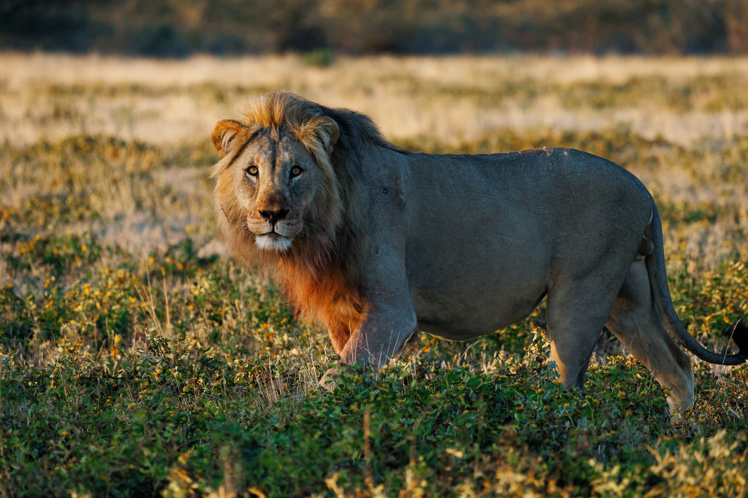 НАМИБИЯ. Роадтрип