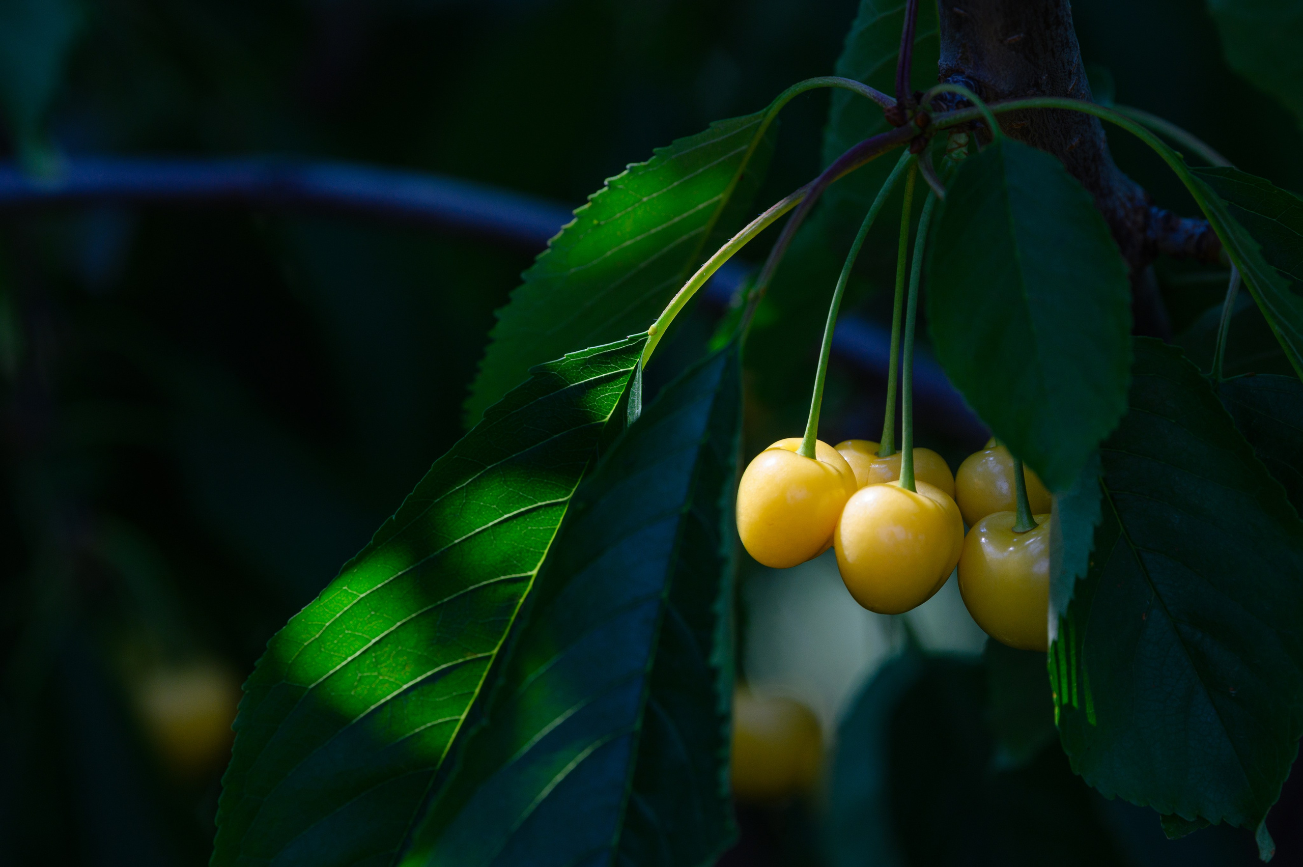 Проекты. Профессиональный фотограф Вячеслав Плацында | Липецк |