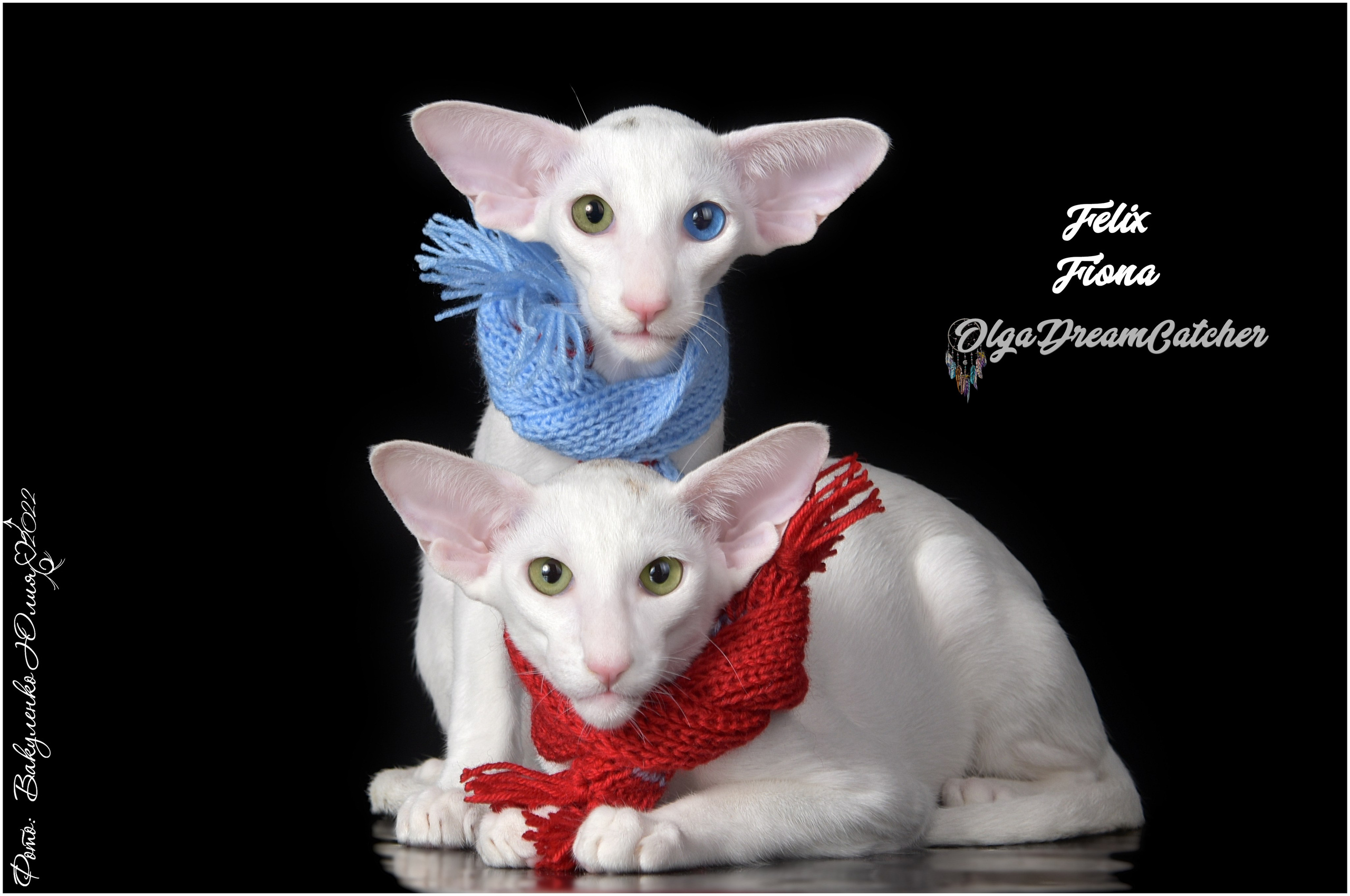 Котята. Фотограф анималист | семейный Юлия Вакуленко, г. Краснодар