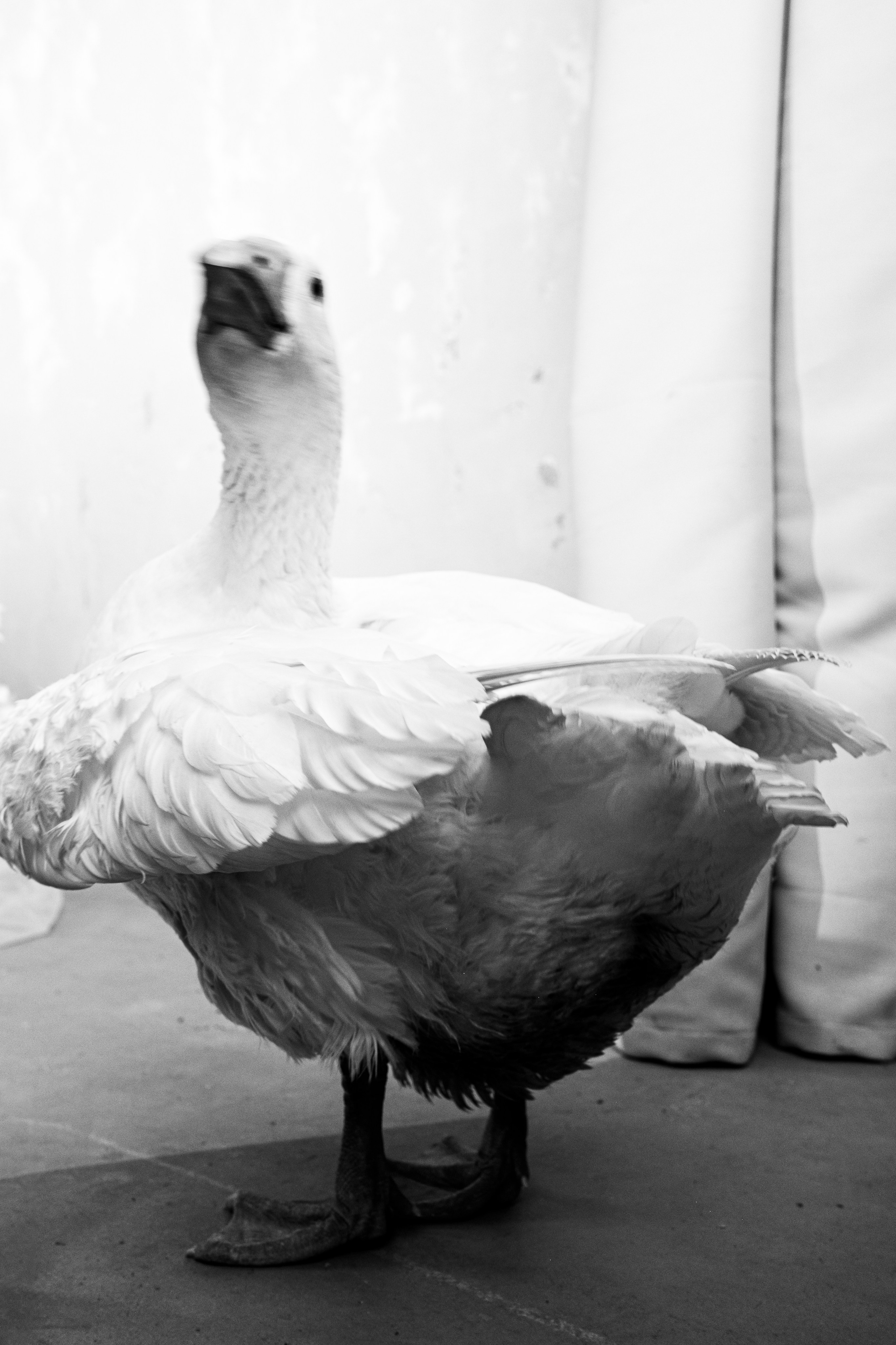 GOUS. Портретный фотограф DanilNabody