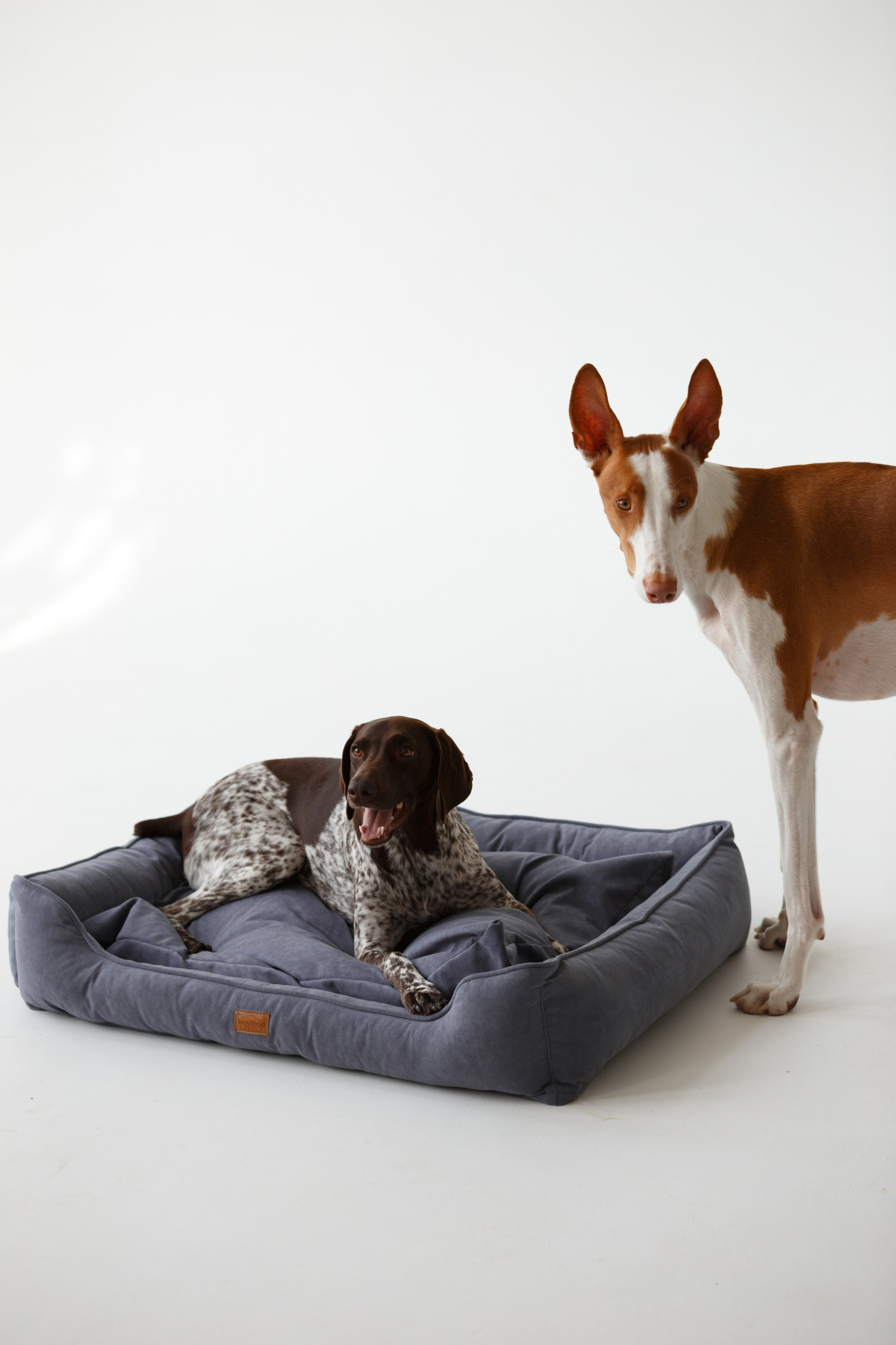 Boonwood Pets лежанки для животных. Фотограф анималист Кристина Карпова, Москва