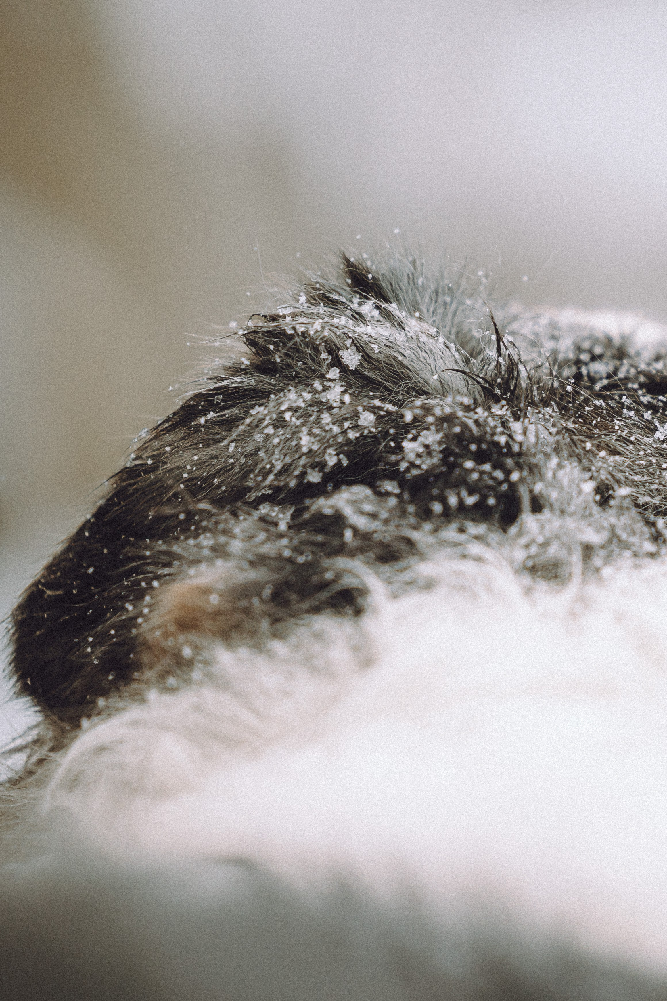 Лена, Принц и Фенек