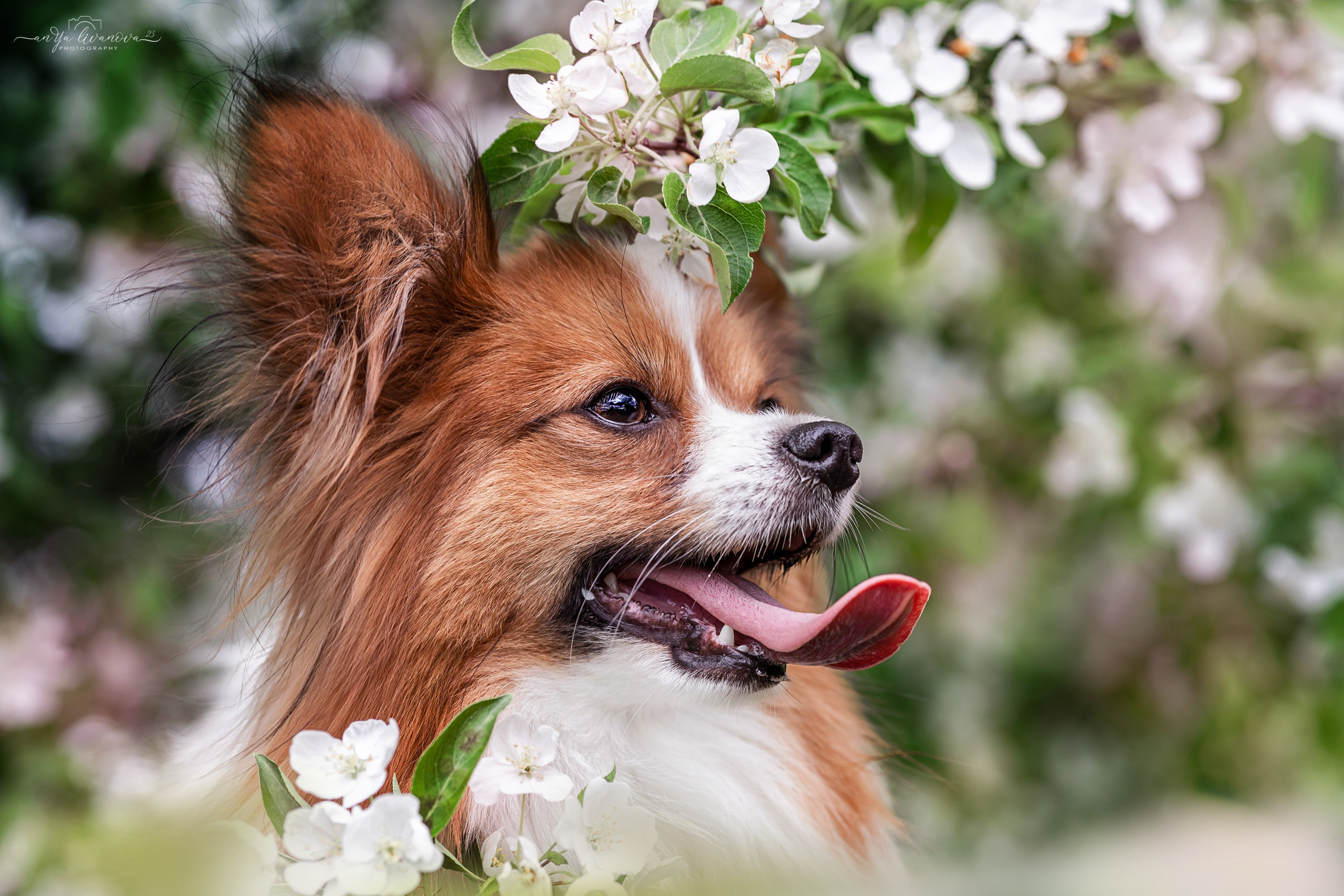 Яблони. Фотограф анималист Аня Ливанова | Рыбинск