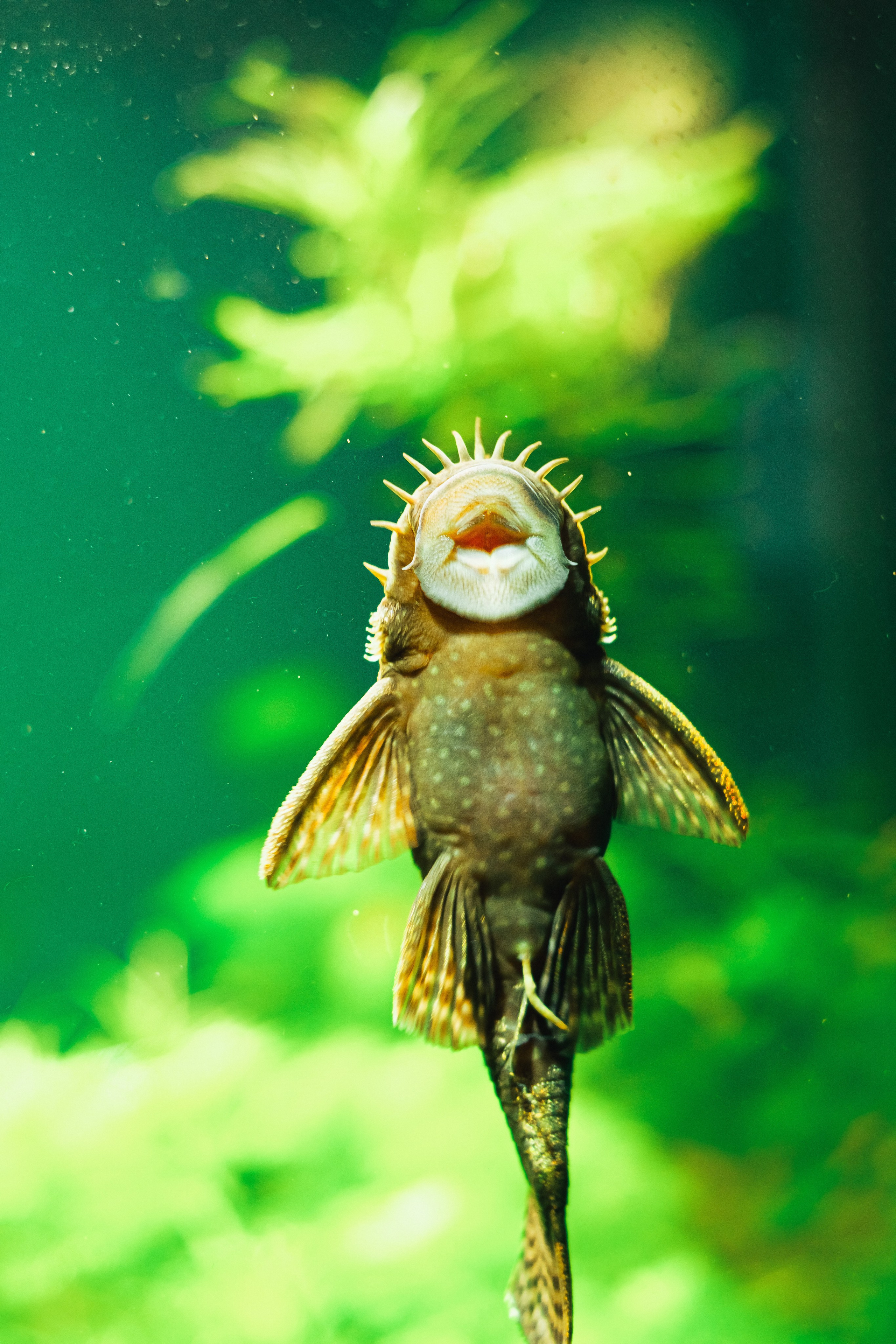 Океанариум. Фотограф Благовещенска Яна