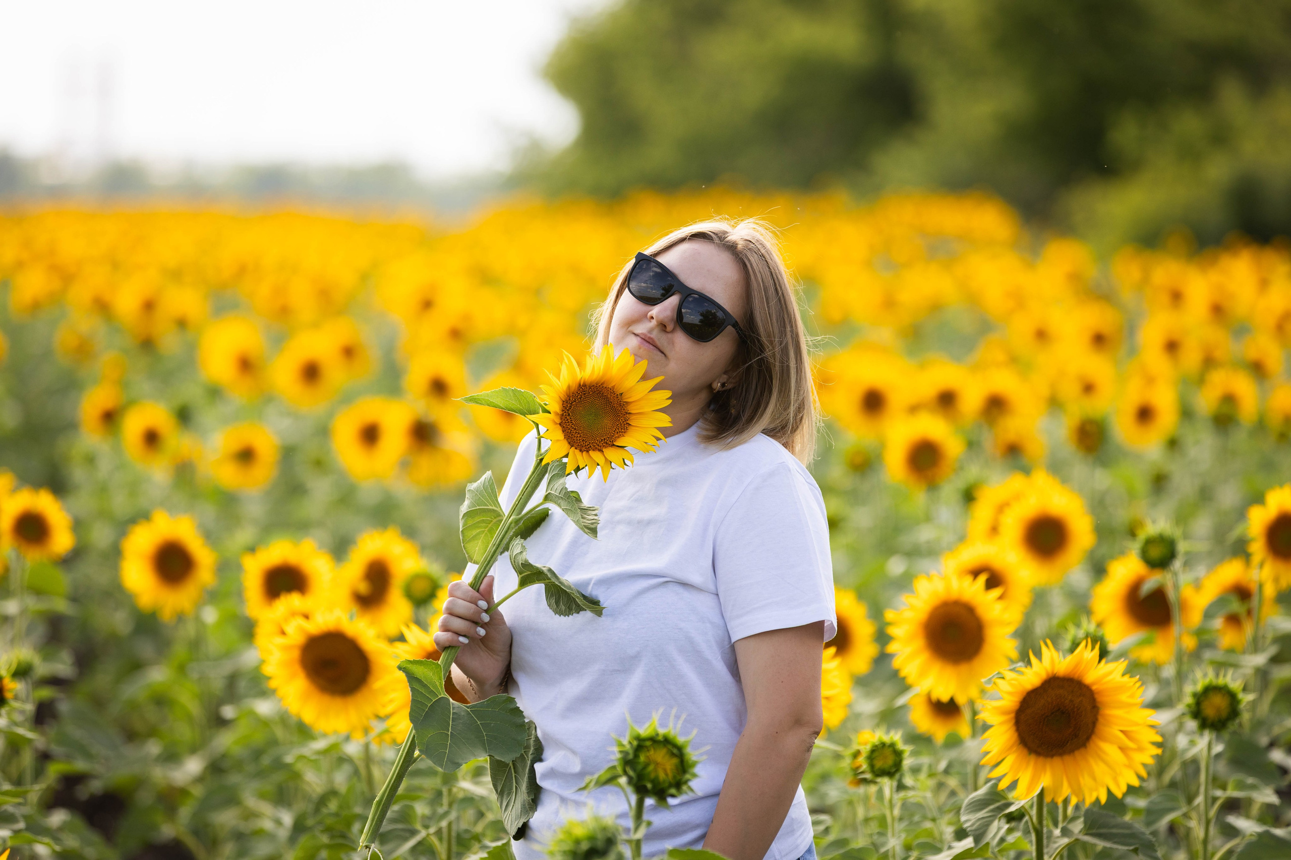 ПОДСОЛНУХИ. Фотограф-АниМалист Анна Абрамова