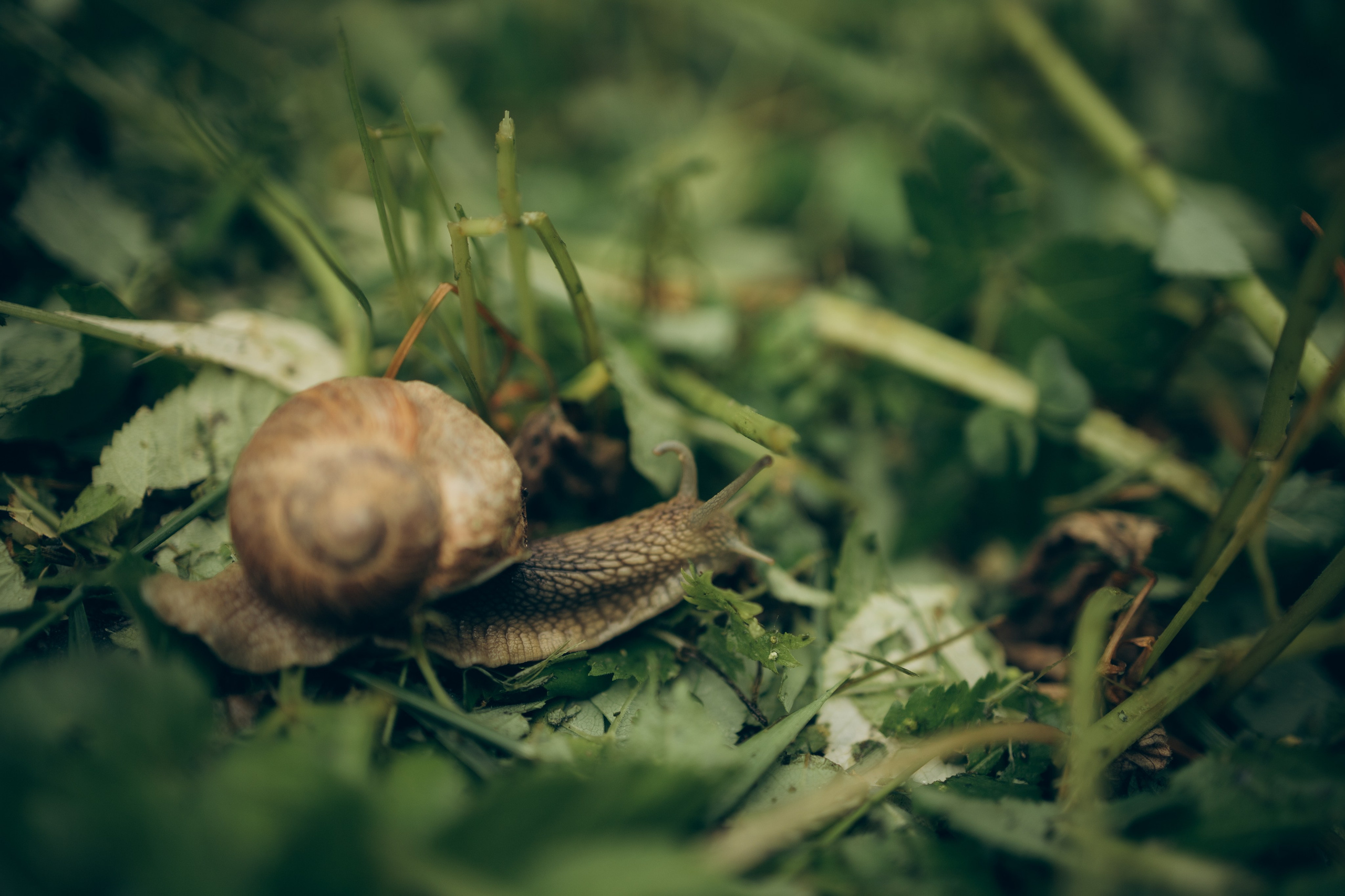 Istra. Женский фотограф Истра