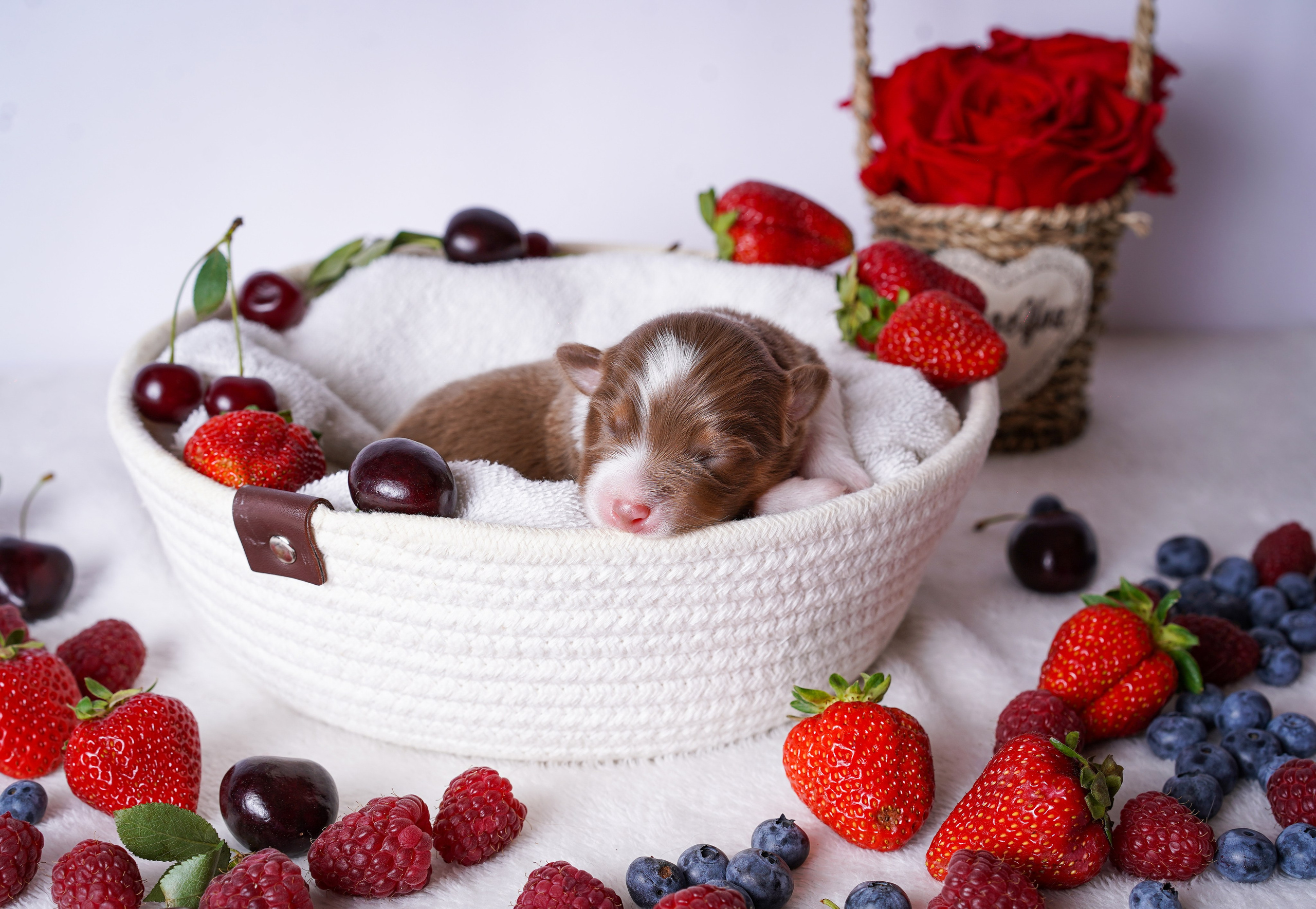 Щенки аусси. Фотограф-анималист в Санкт-Петербурге Яна Мартынова