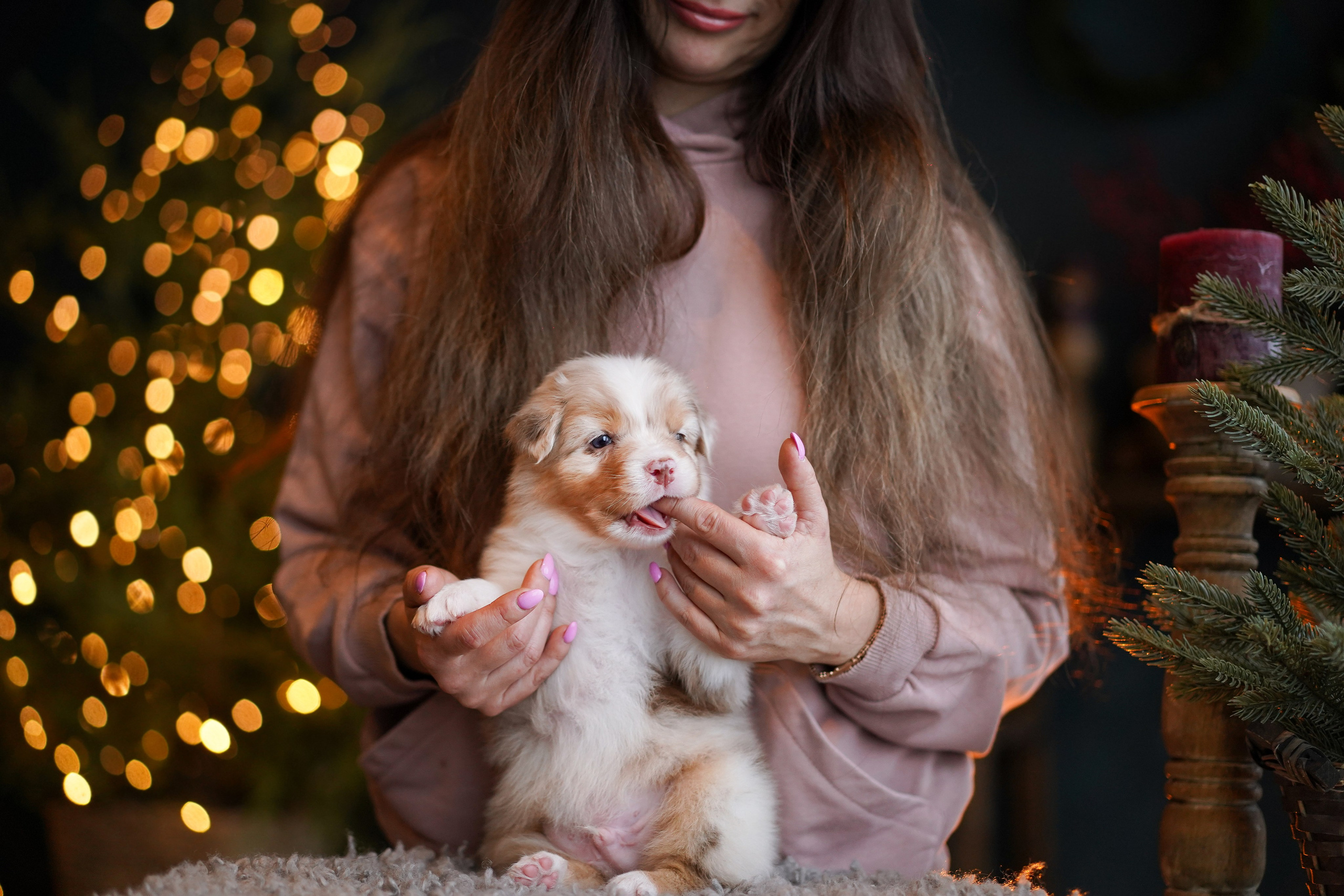 Щенки австралийской овчарки. Фотограф-анималист в Санкт-Петербурге Яна Мартынова