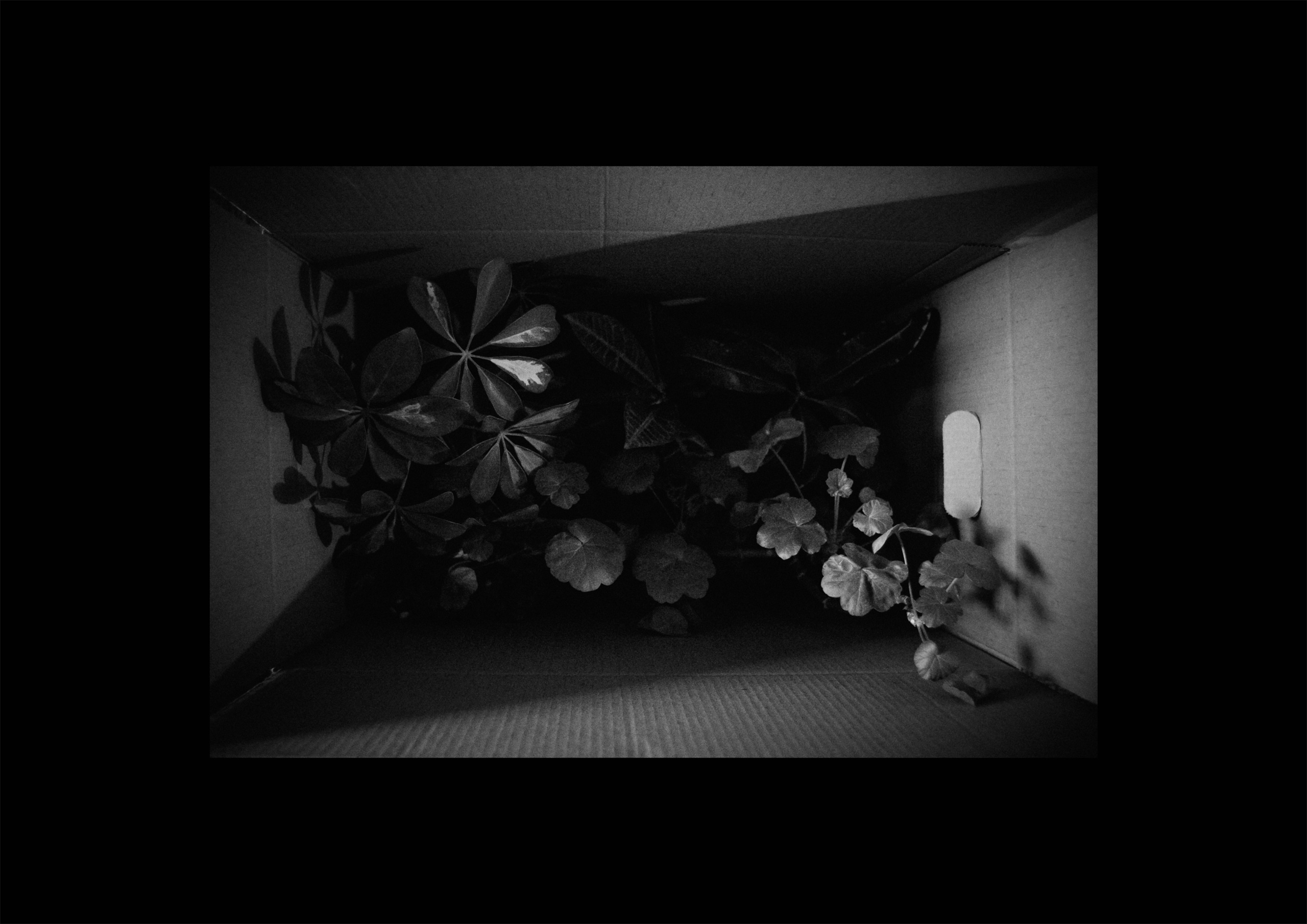 Homebitat. Rita Novoselova. Fotografie