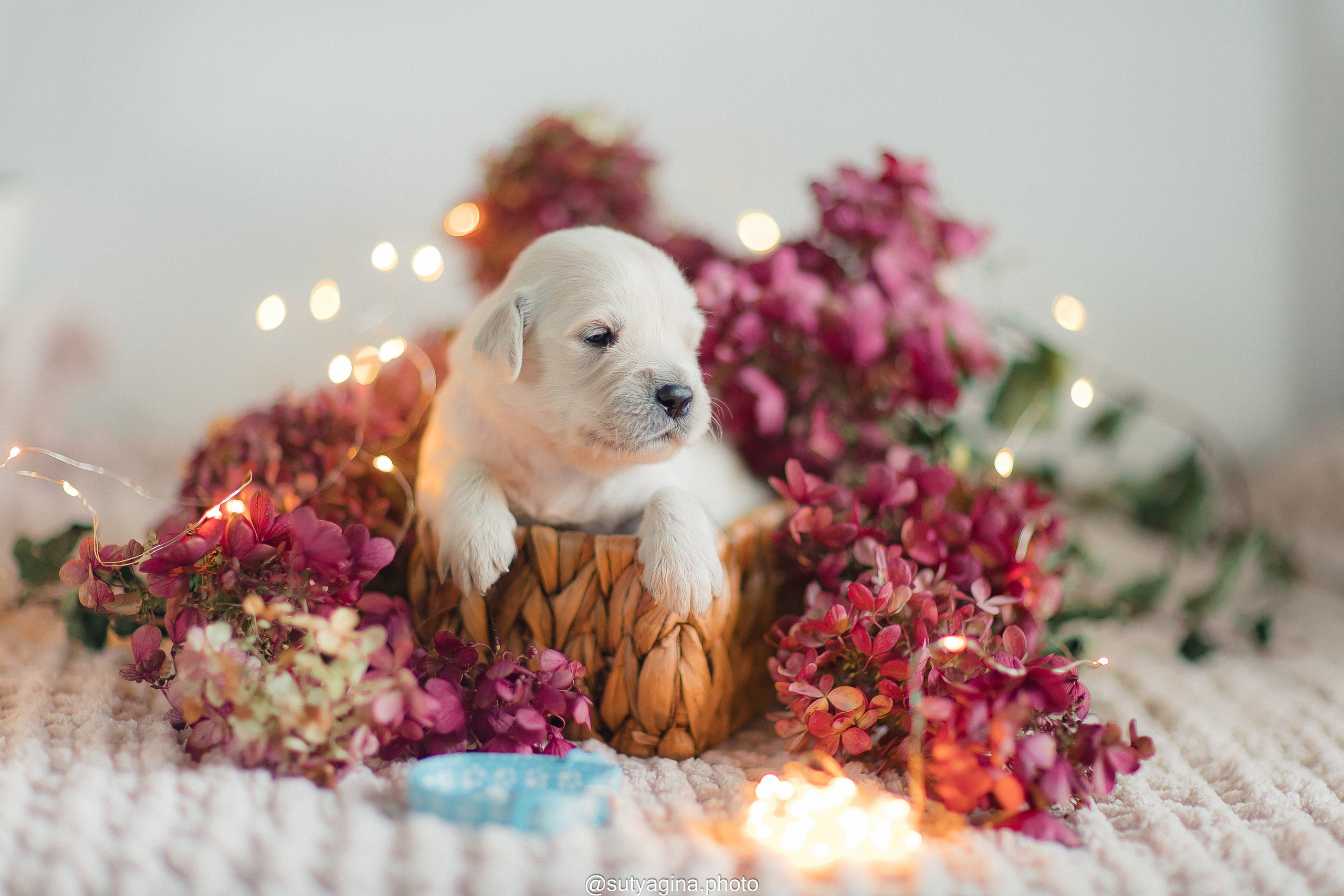 Голубой ошейник. Свадебный и женский фотограф