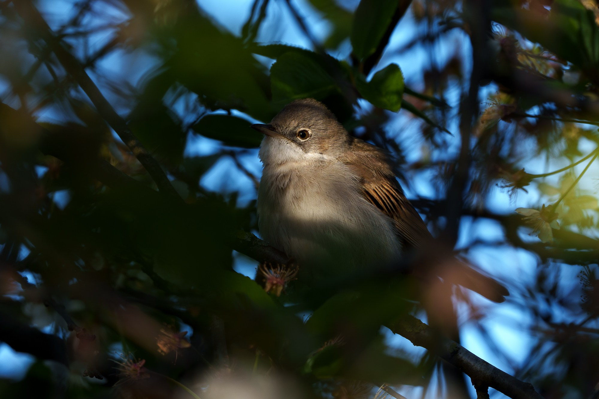Удивительные мир птиц. Вокруг нас столько прекрасного — присмотритесь!. Ваш личный фотограф Марина Волкова