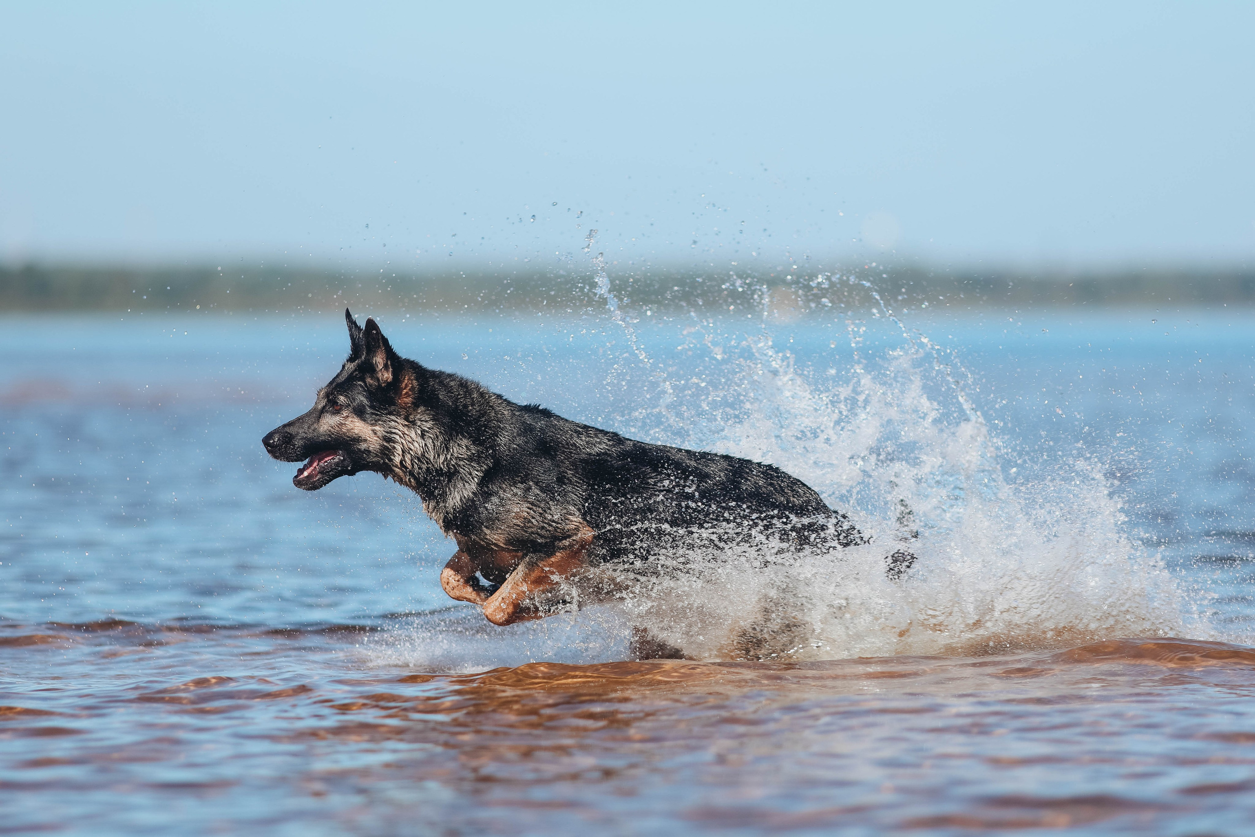 На природе. Фотограф- анималист Санкт-Петербург