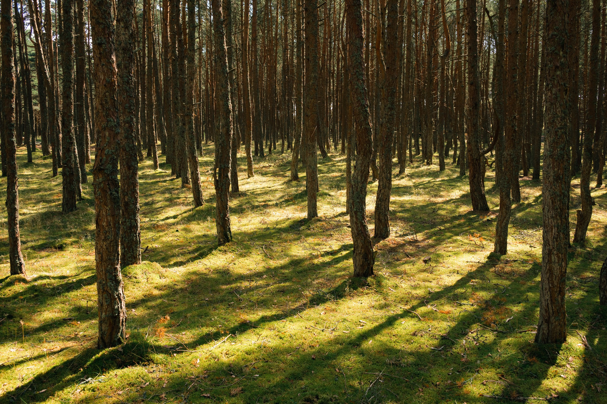 Куршская коса. Фотограф и видеооператор в Туле | Даниил Рыбак