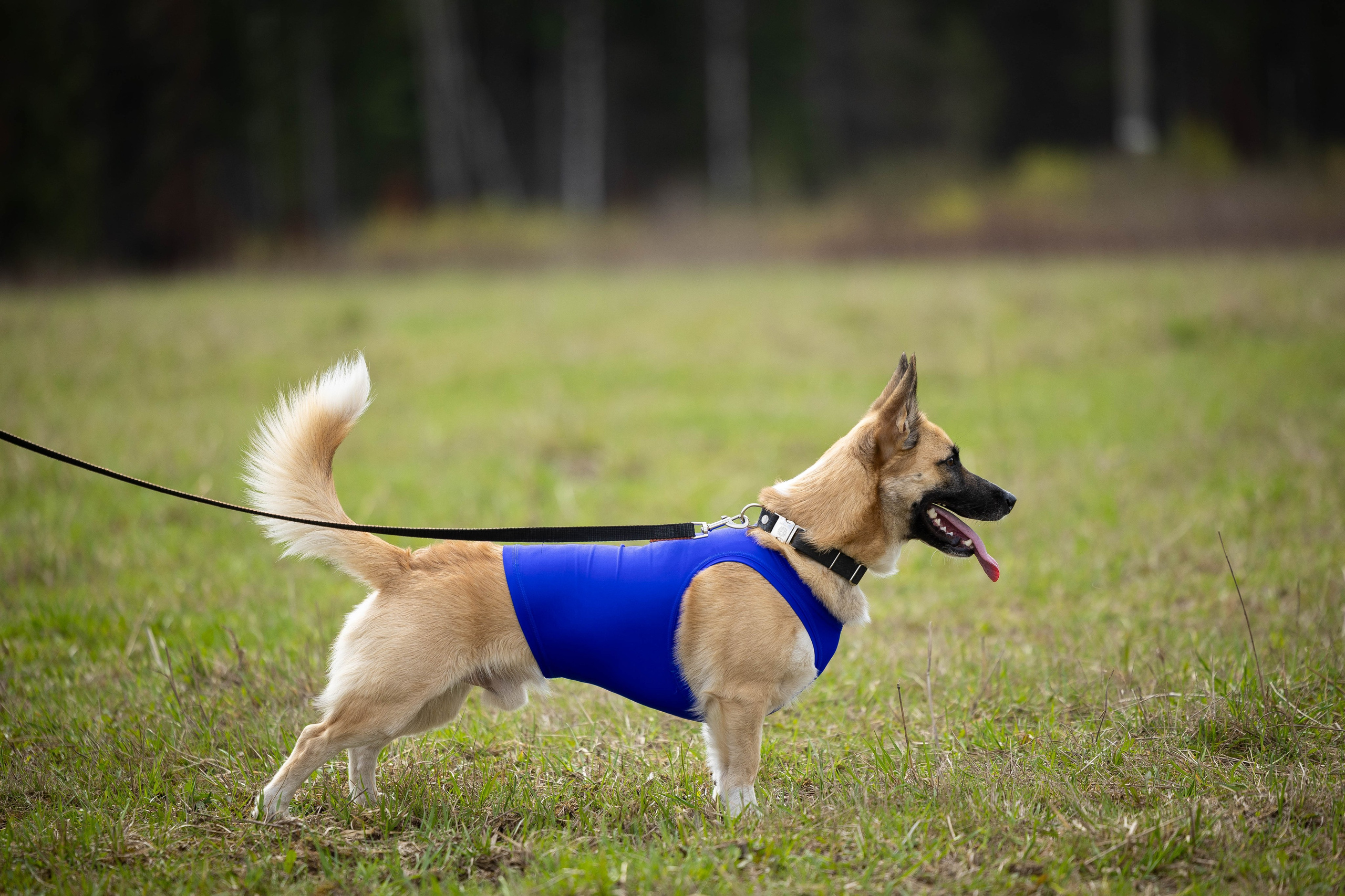 Курсинг. Фотограф Анималист в Перми Анастасия Остерман