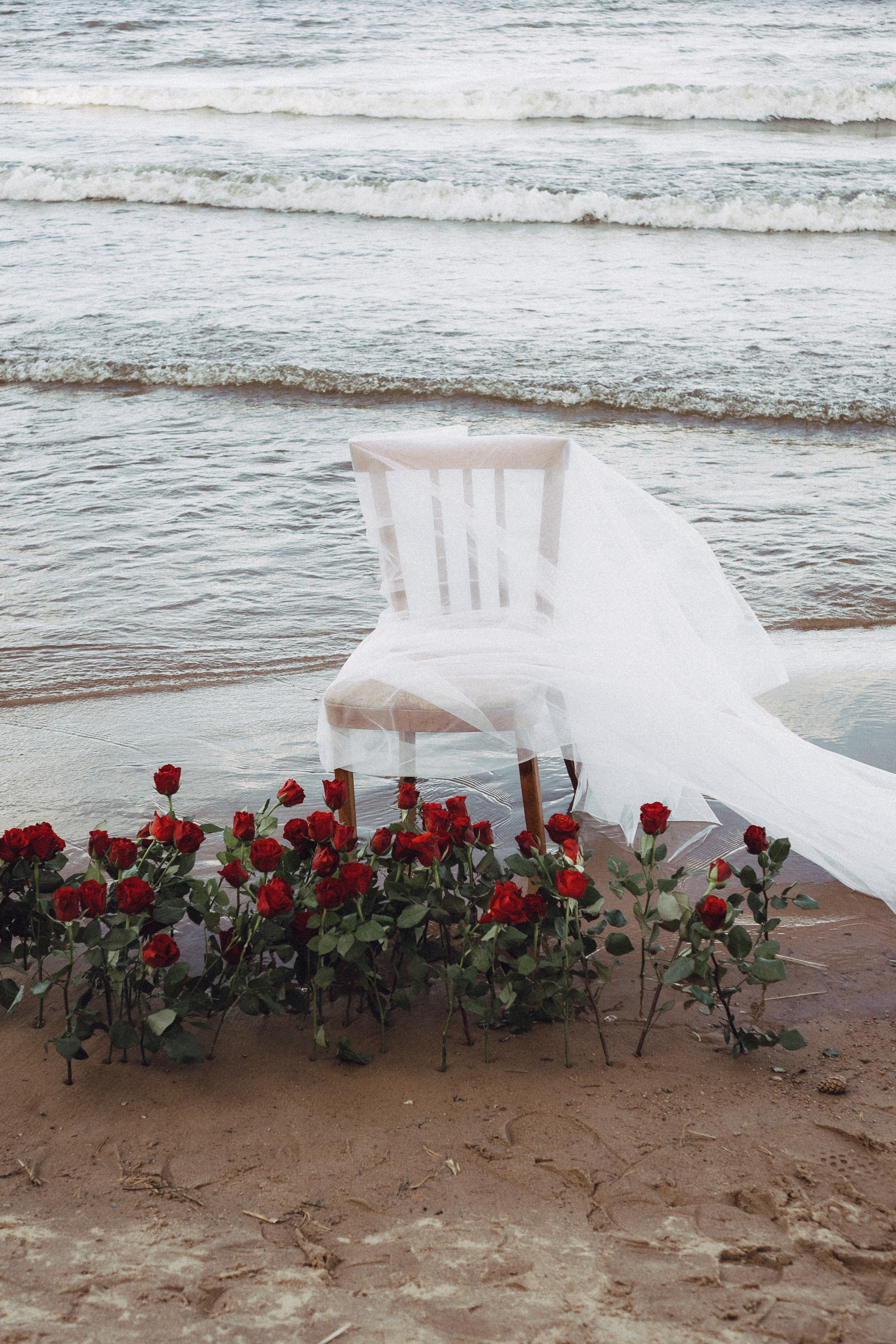 Розы. Профессиональный фотограф, Санкт-Петербург — Виктория Богомолова