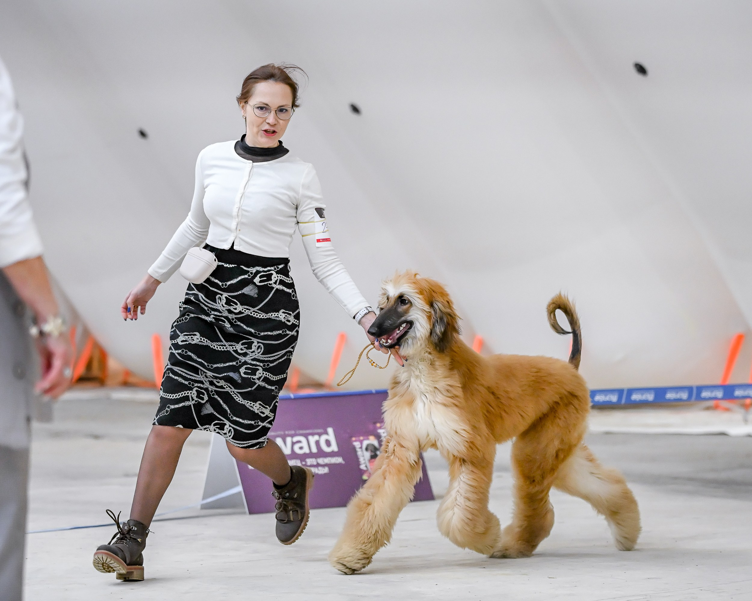 18.02.25 Содружество и Сириус. Галерея фотографий афганской борзой