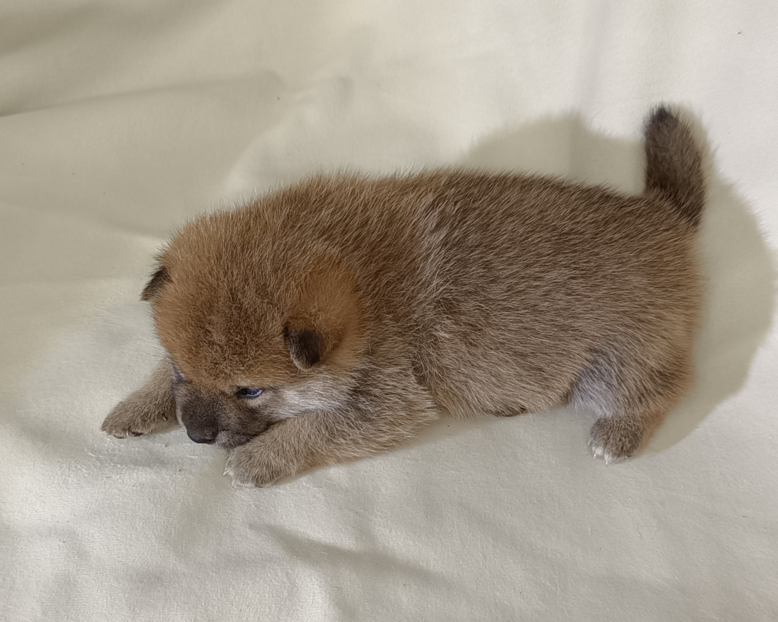 сиба питомник Рубилайт щенки на продажу rubylight  сиба щенки купить СПб Санкт-Петербург 