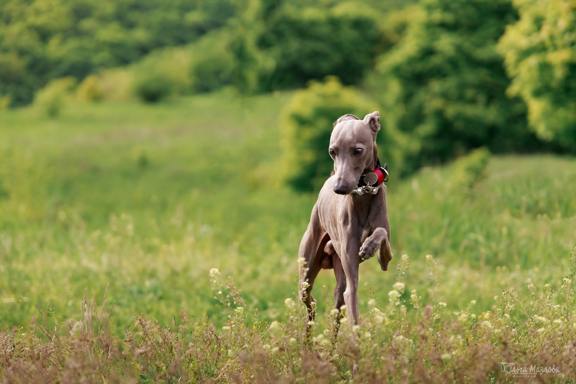 Фотосессия с собакой в Саратове. Фотограф в Саратове Ольга Мазлова