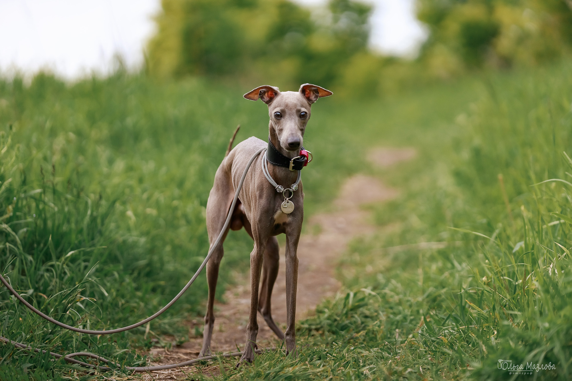 фотограф анималист Саратов