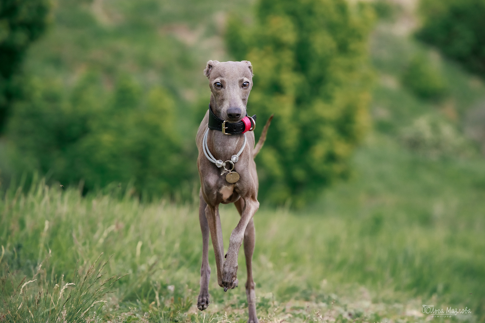 Фотосессия с собакой в Саратове. Фотограф в Саратове Ольга Мазлова