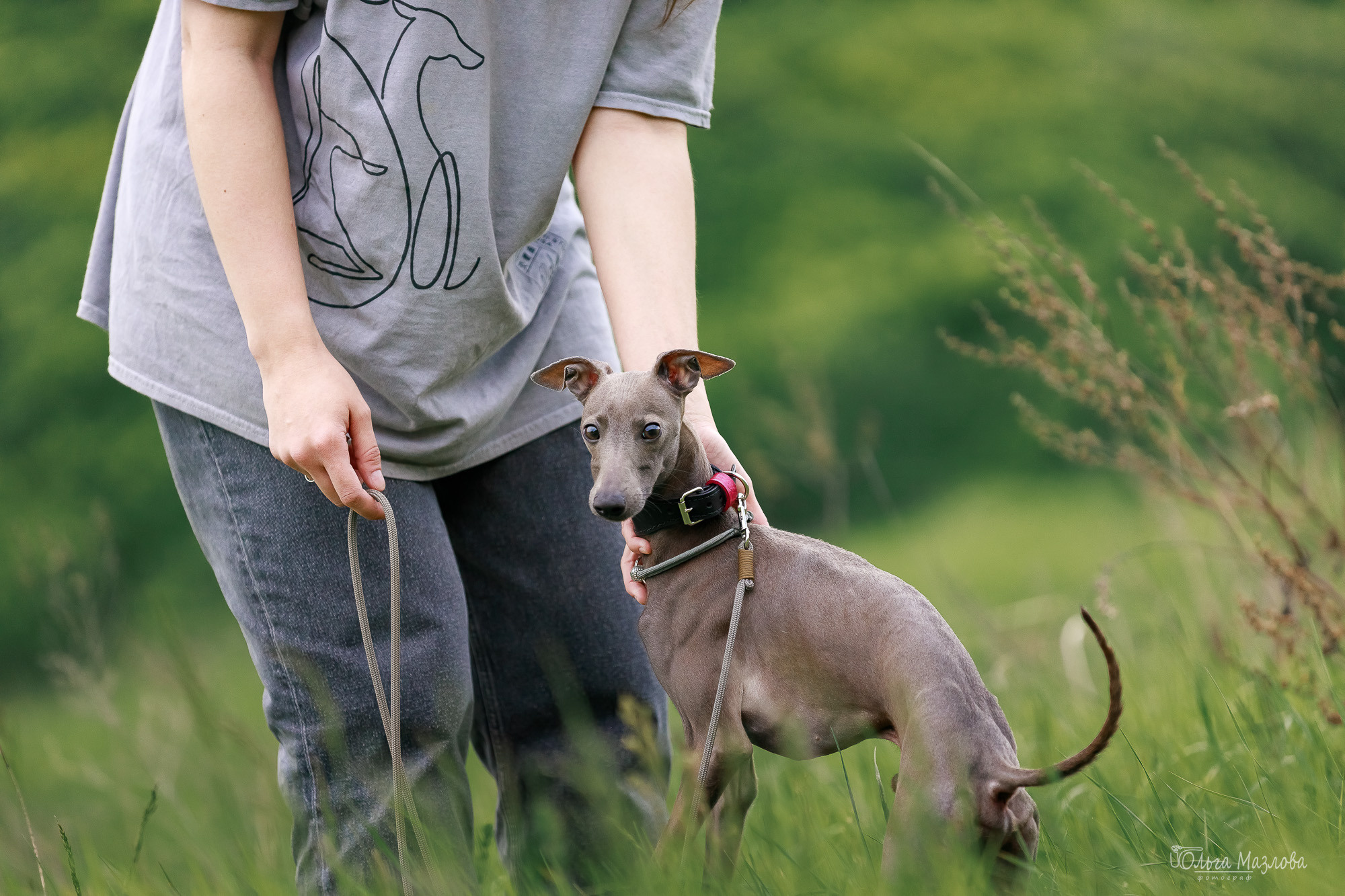 левретка Саратов