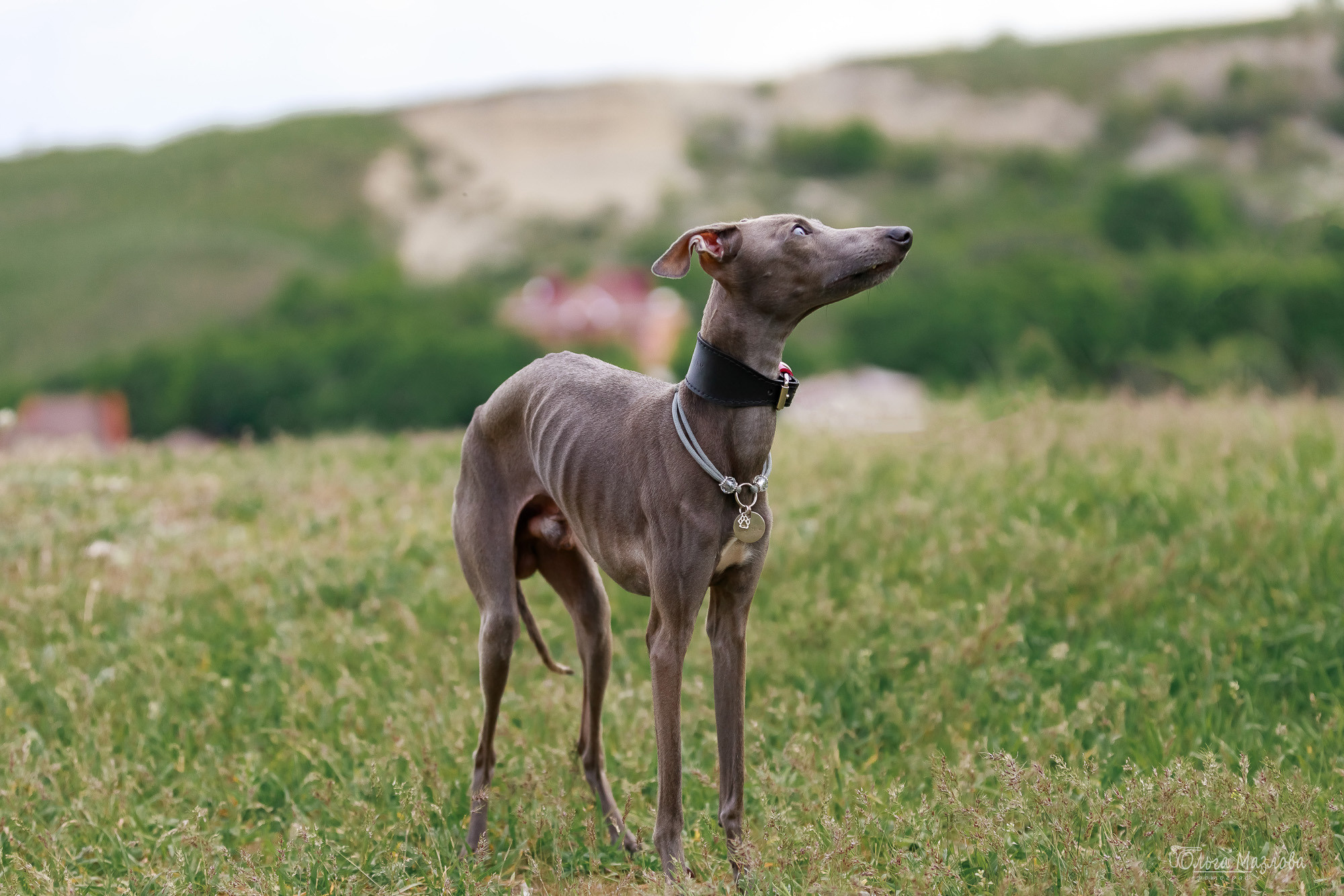 Фотосессия с собакой в Саратове. Фотограф в Саратове Ольга Мазлова