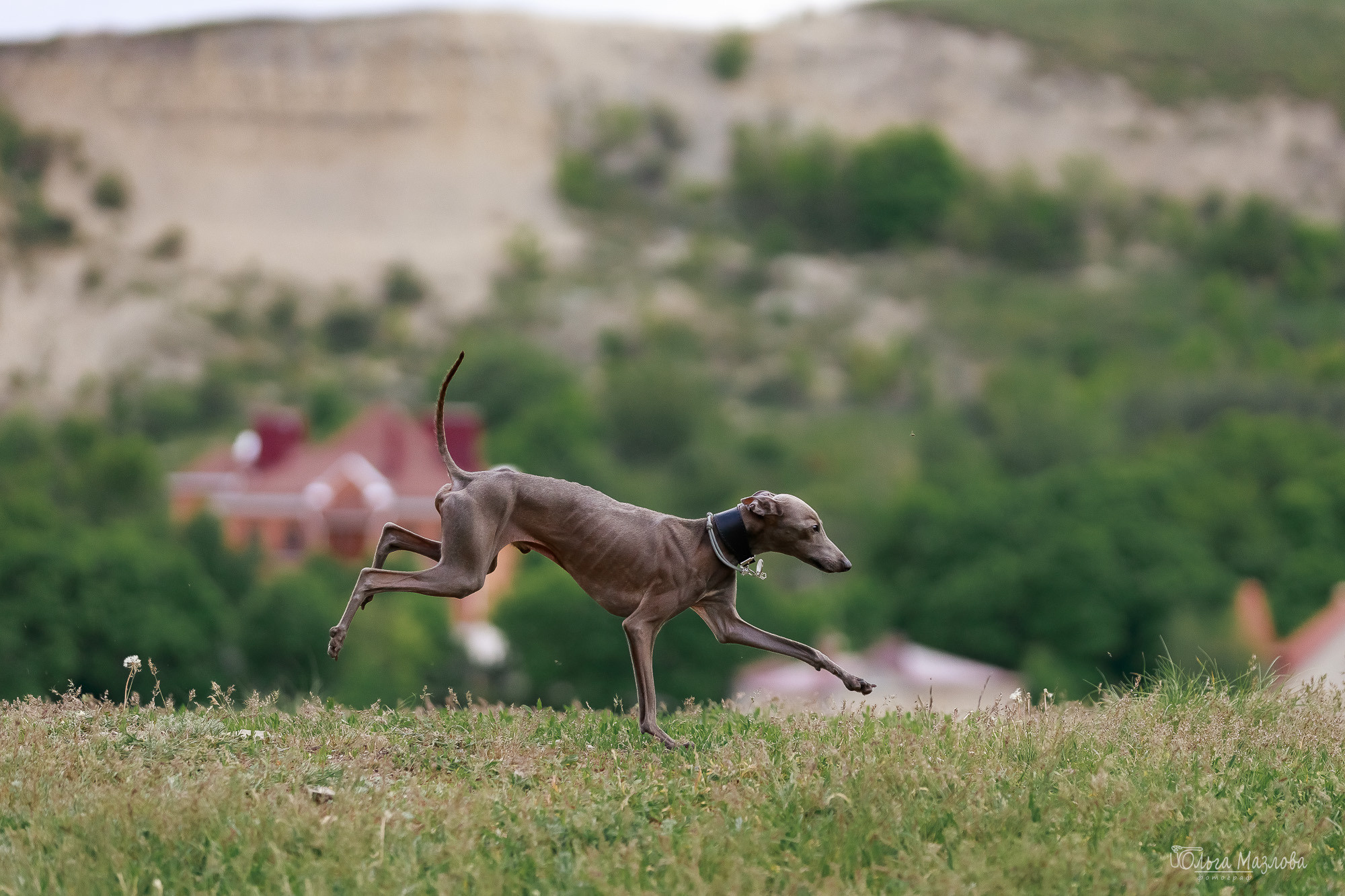 Фотосессия с собакой в Саратове. Фотограф в Саратове Ольга Мазлова