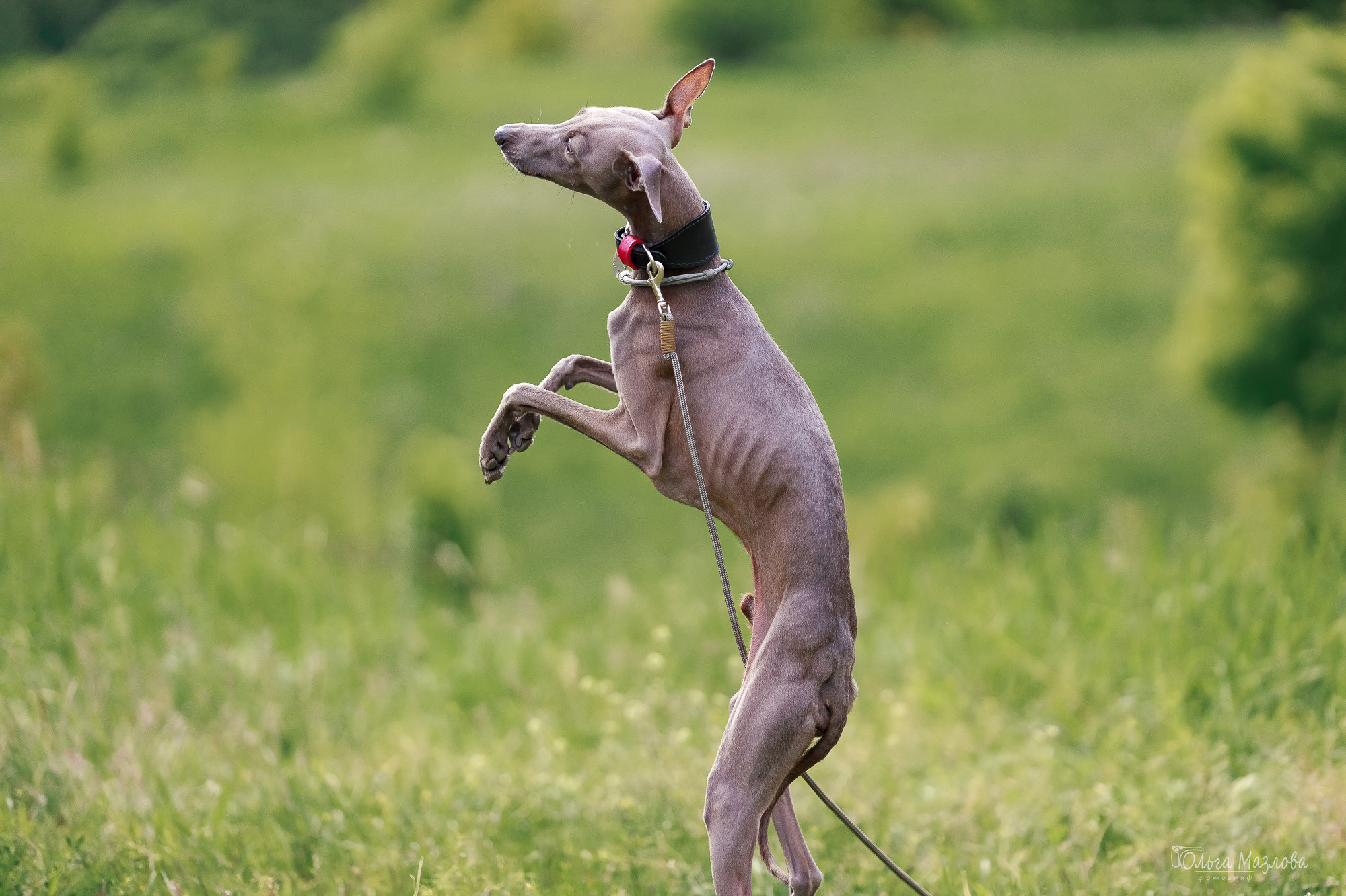 Фотосессия с собакой в Саратове. Фотограф в Саратове Ольга Мазлова
