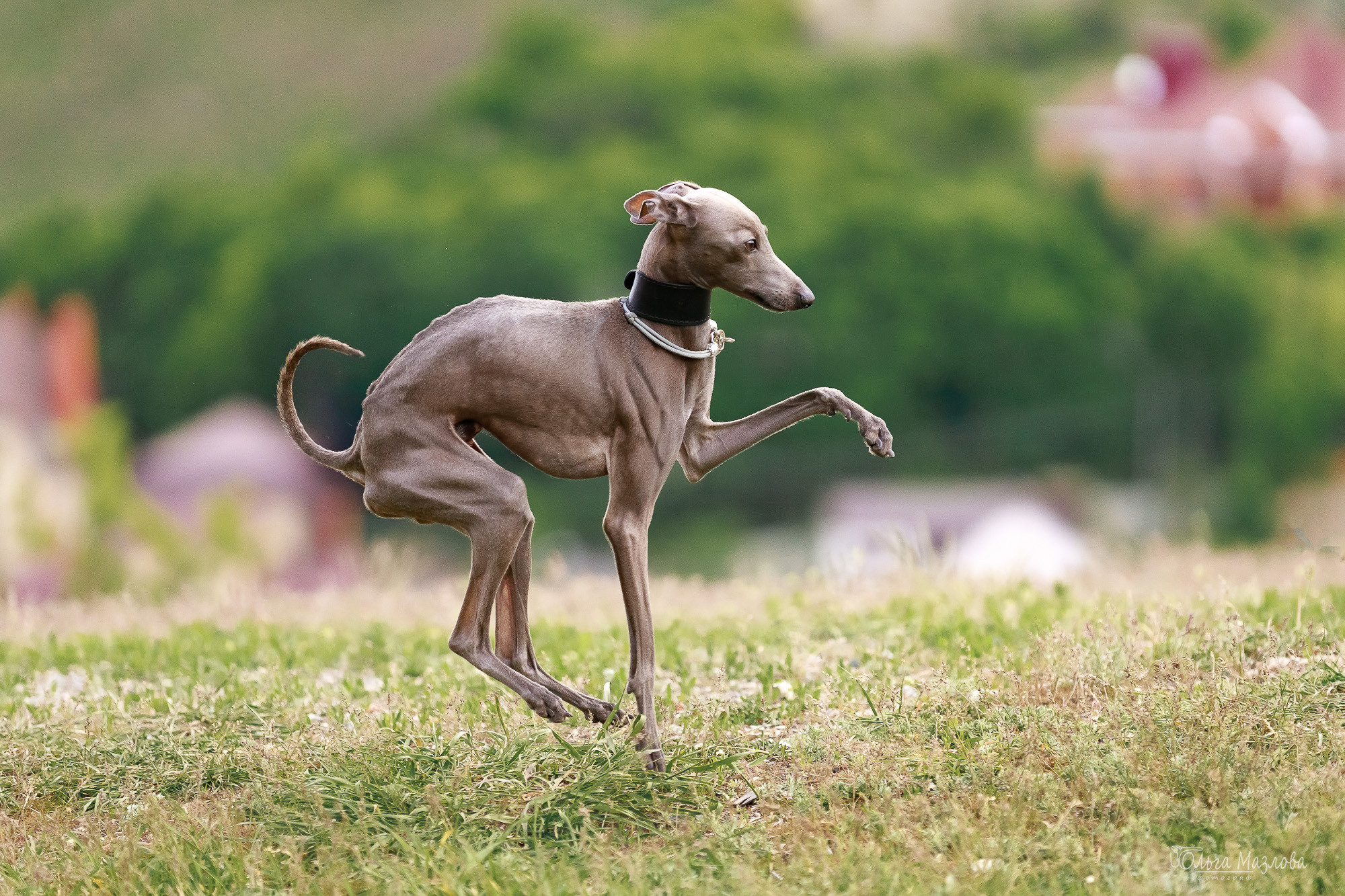 фотограф анималист Саратов
