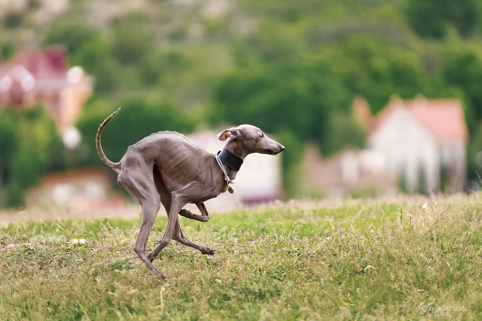 Фотосессия с собакой в Саратове. Фотограф в Саратове Ольга Мазлова
