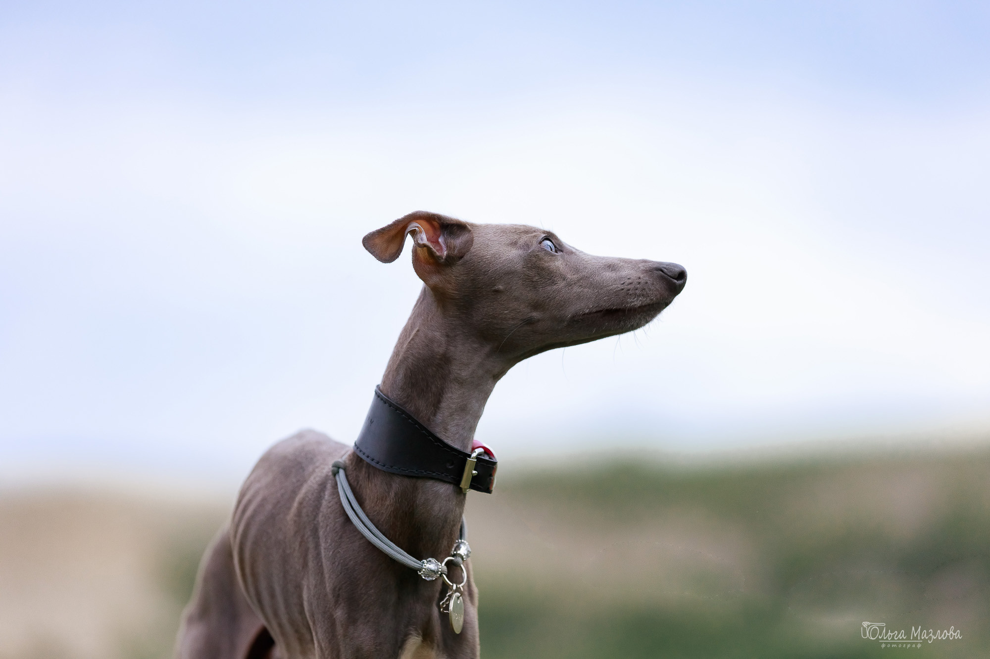 Фотосессия с собакой в Саратове. Фотограф в Саратове Ольга Мазлова
