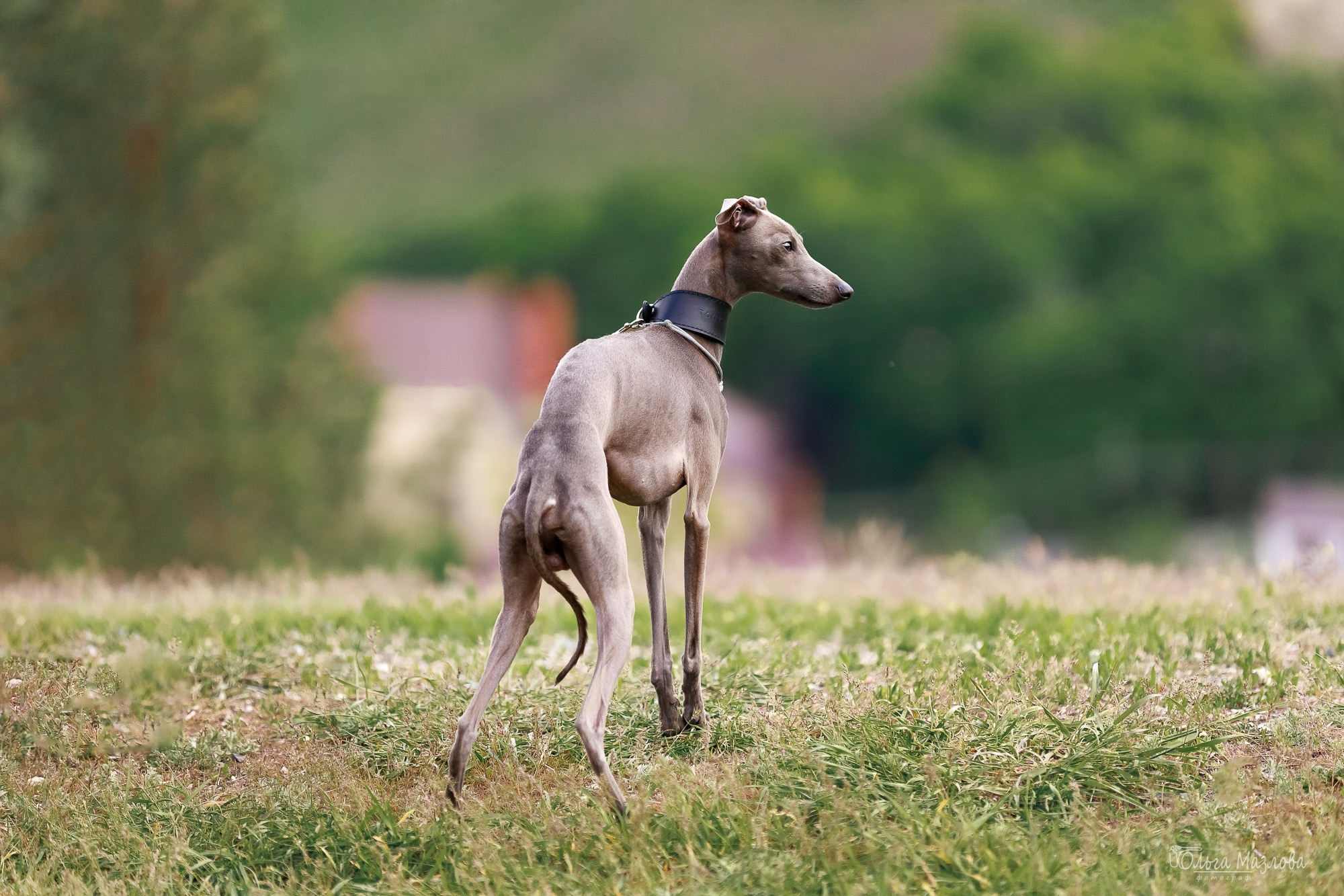 левретка Саратов