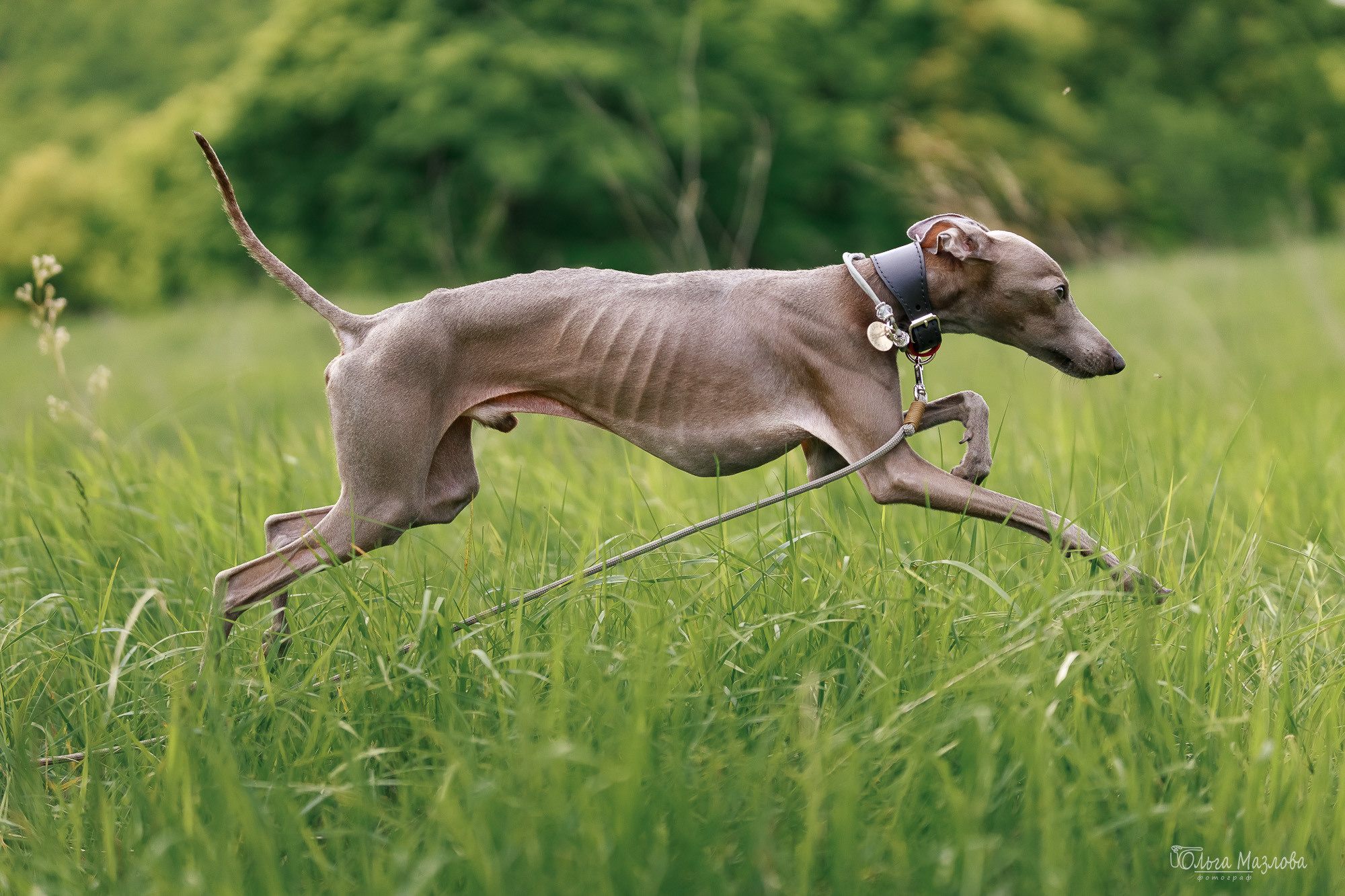 Фотосессия с собакой в Саратове. Фотограф в Саратове Ольга Мазлова