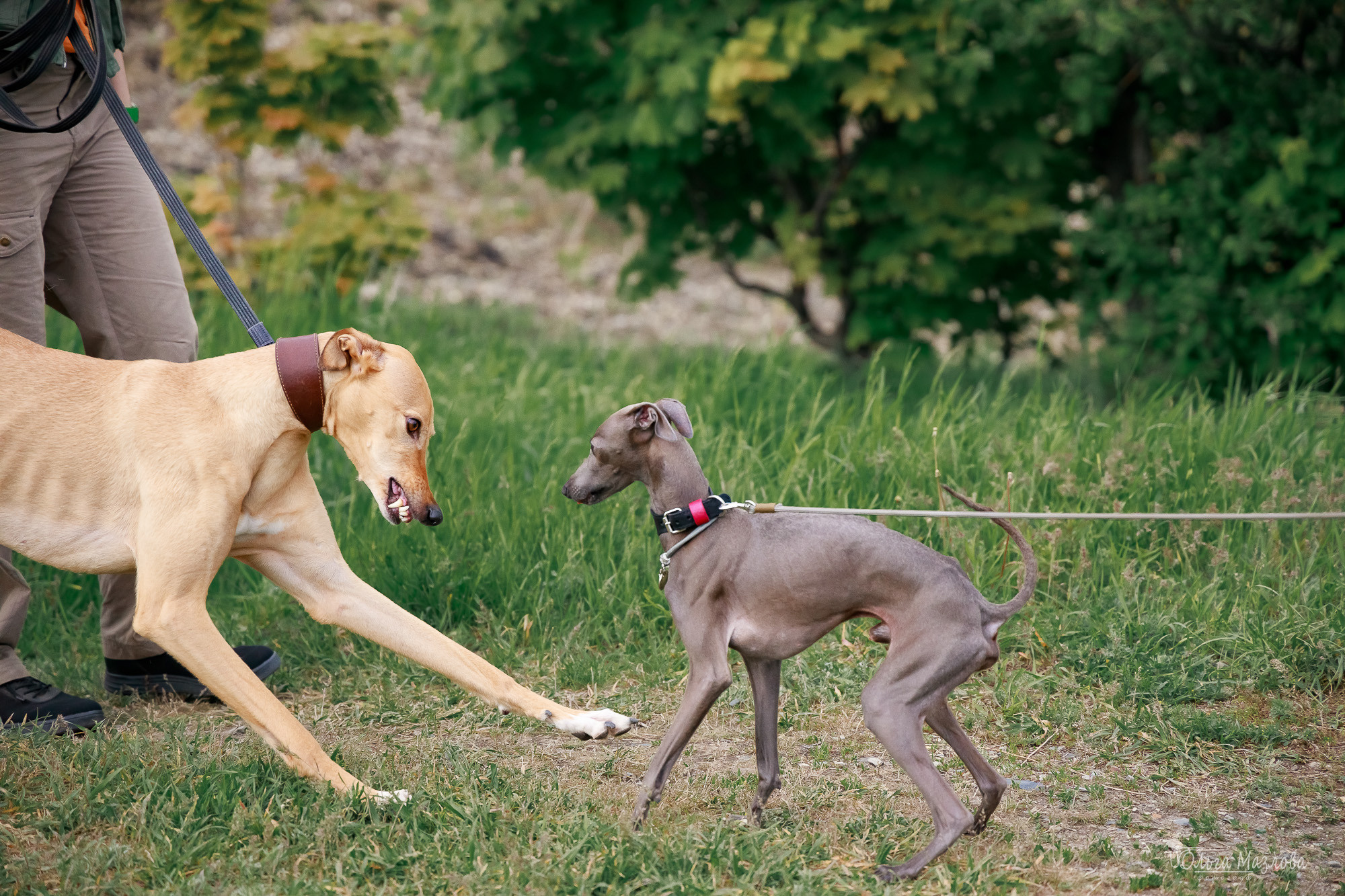 Фотосессия с собакой в Саратове. Фотограф в Саратове Ольга Мазлова