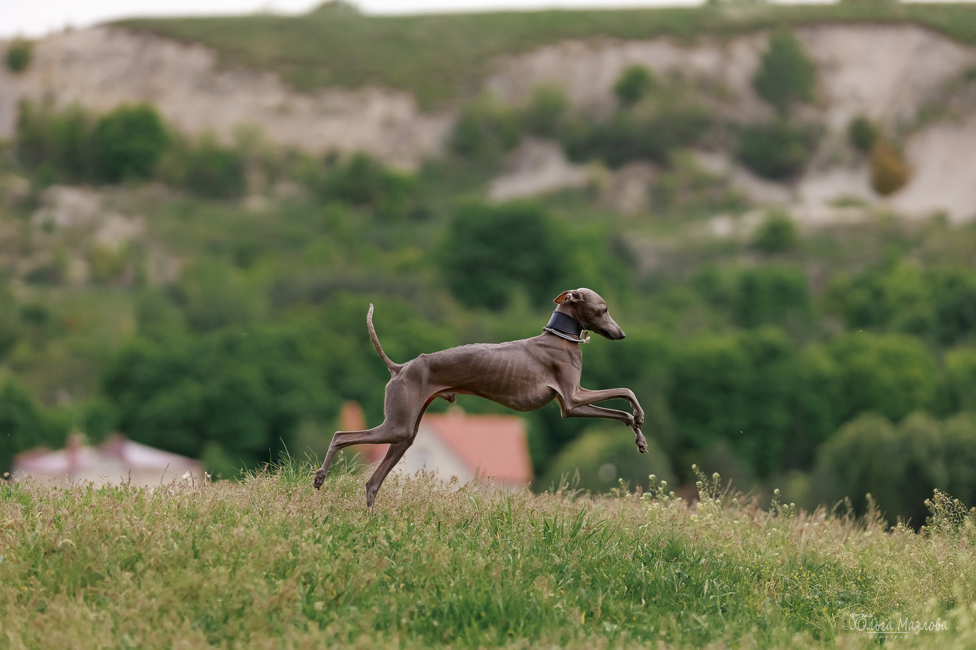 Фотосессия с собакой в Саратове. Фотограф в Саратове Ольга Мазлова
