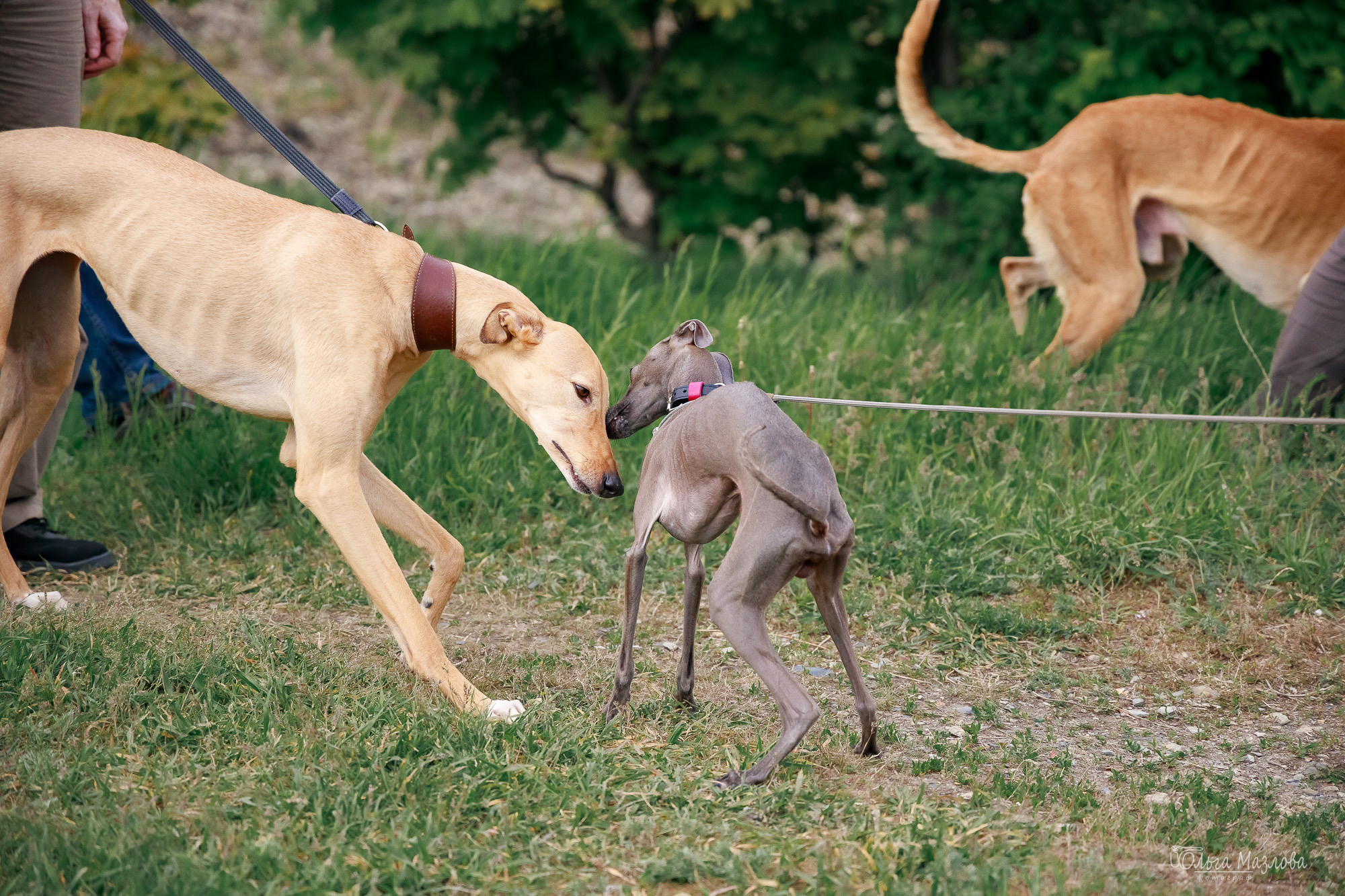 Фотосессия с собакой в Саратове. Фотограф в Саратове Ольга Мазлова