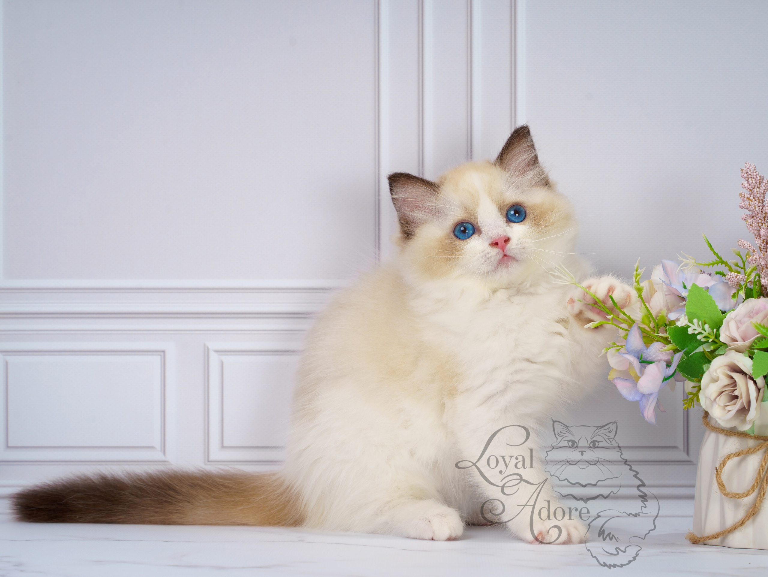 Котята рэгдолл от Loyal Adore. Питомник рэгдолл Loyal Adore