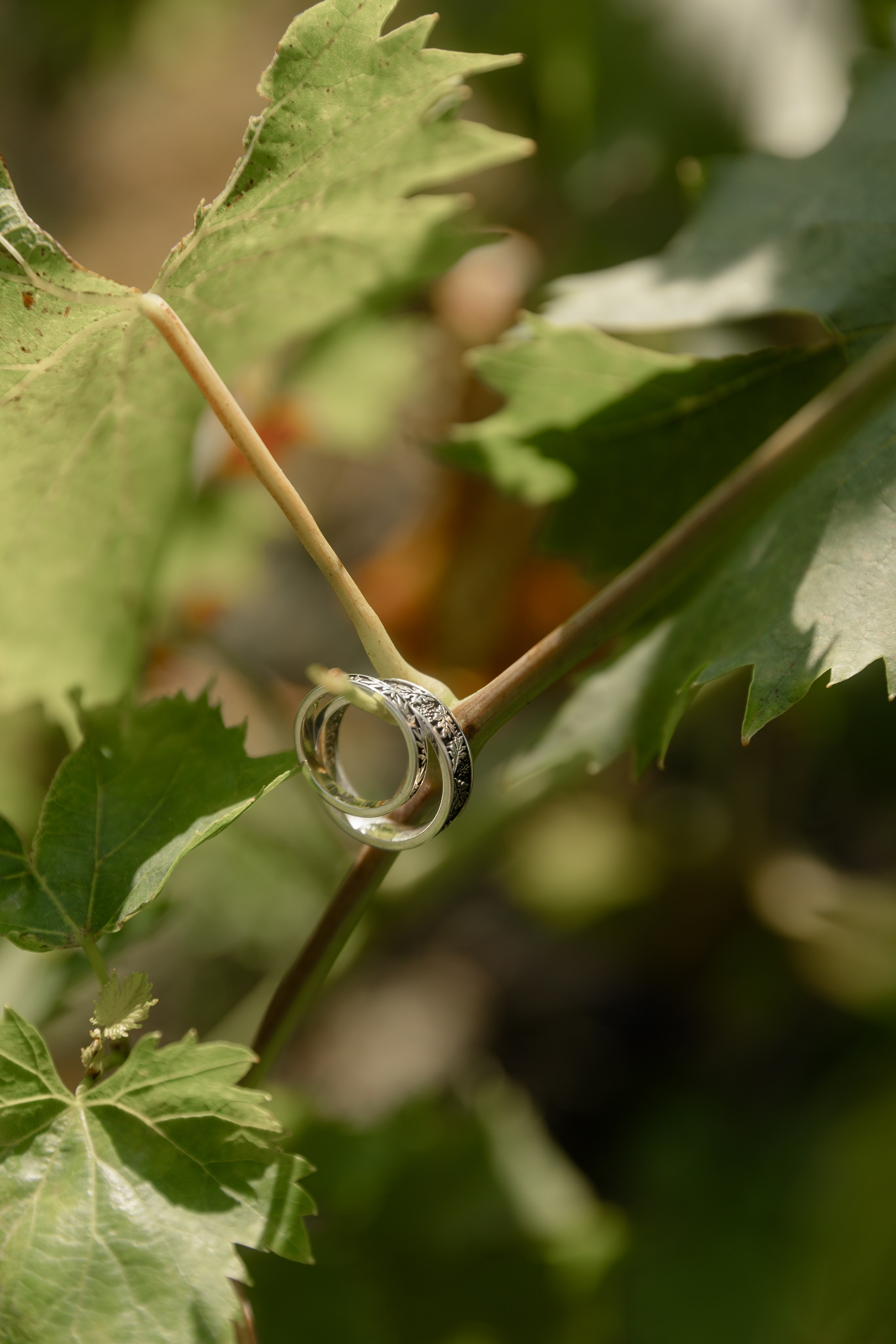 Виноградники. Dima Lemeshevsky