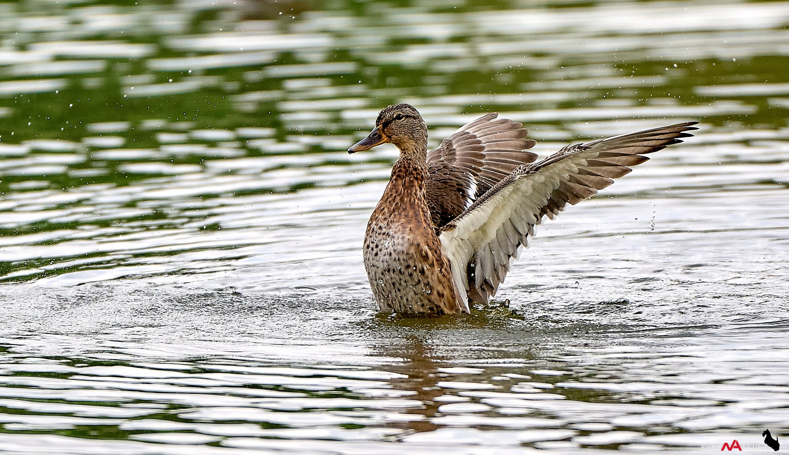 Утки на пруду