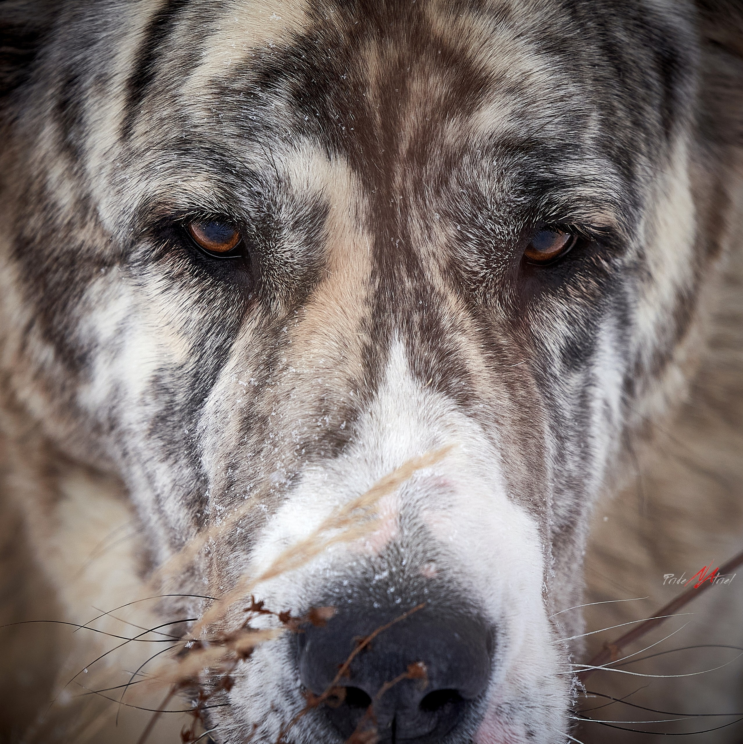 Портреты собак — галерея NATRIEL