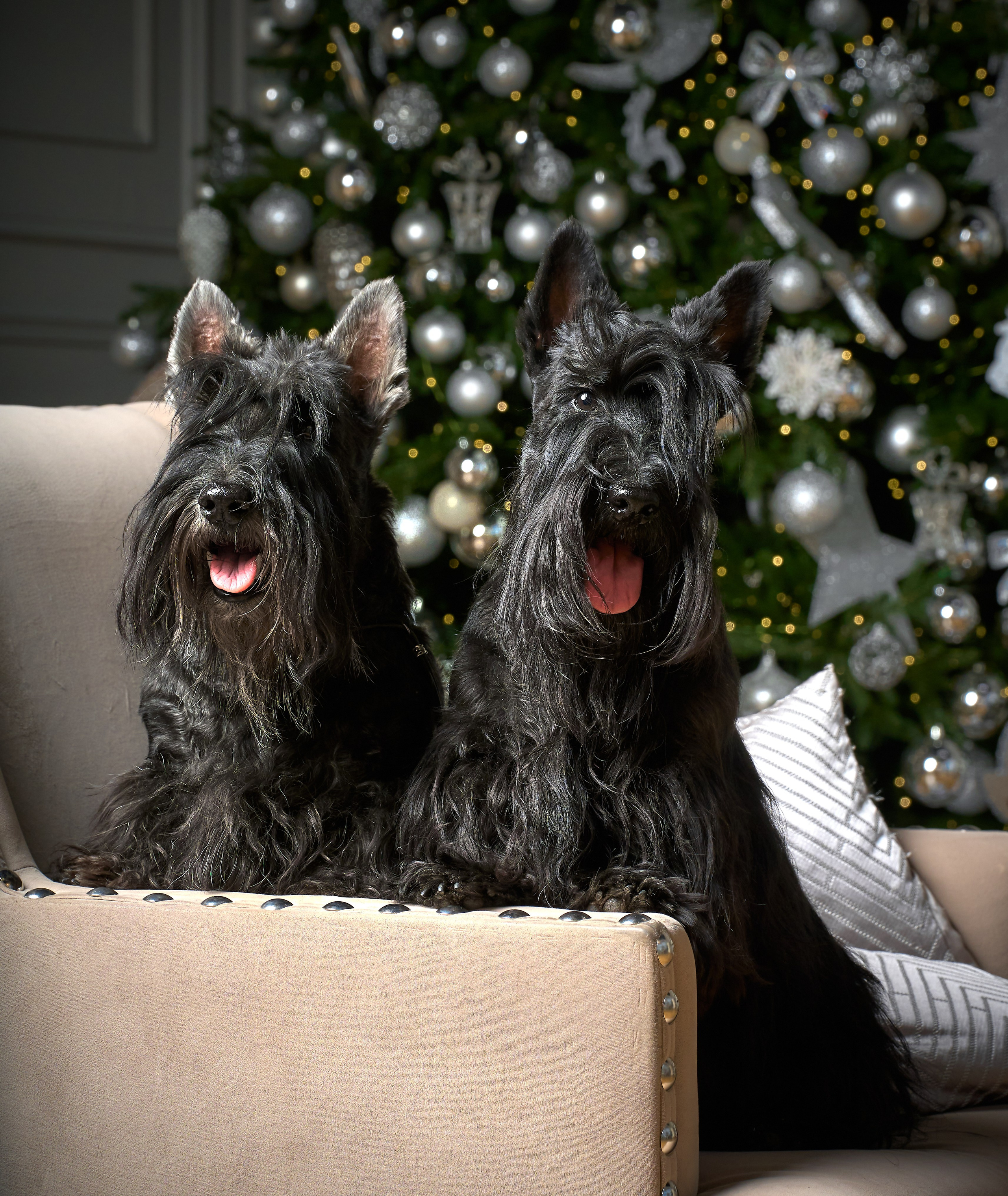 Съемка в студии со скотч-терьерами