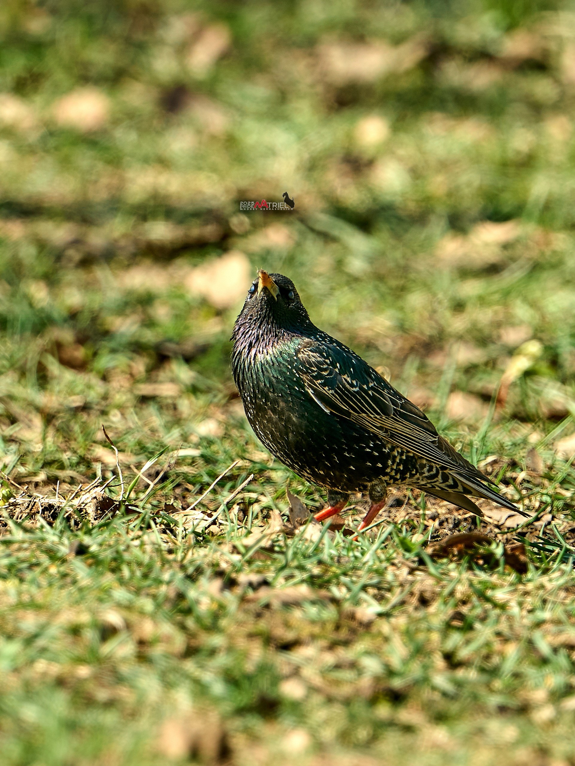 Природа в апреле